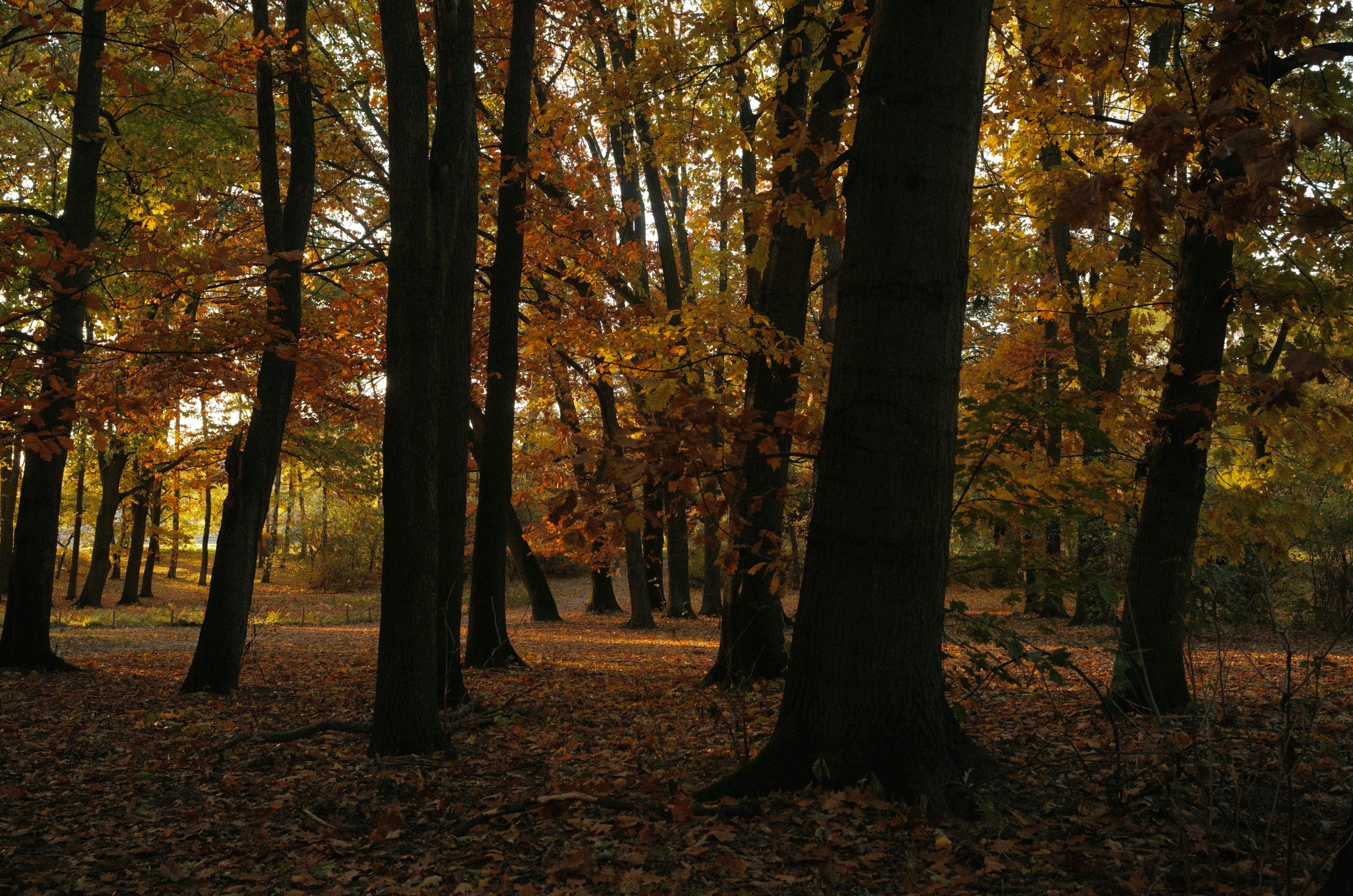 Prismatic Tall Trees
