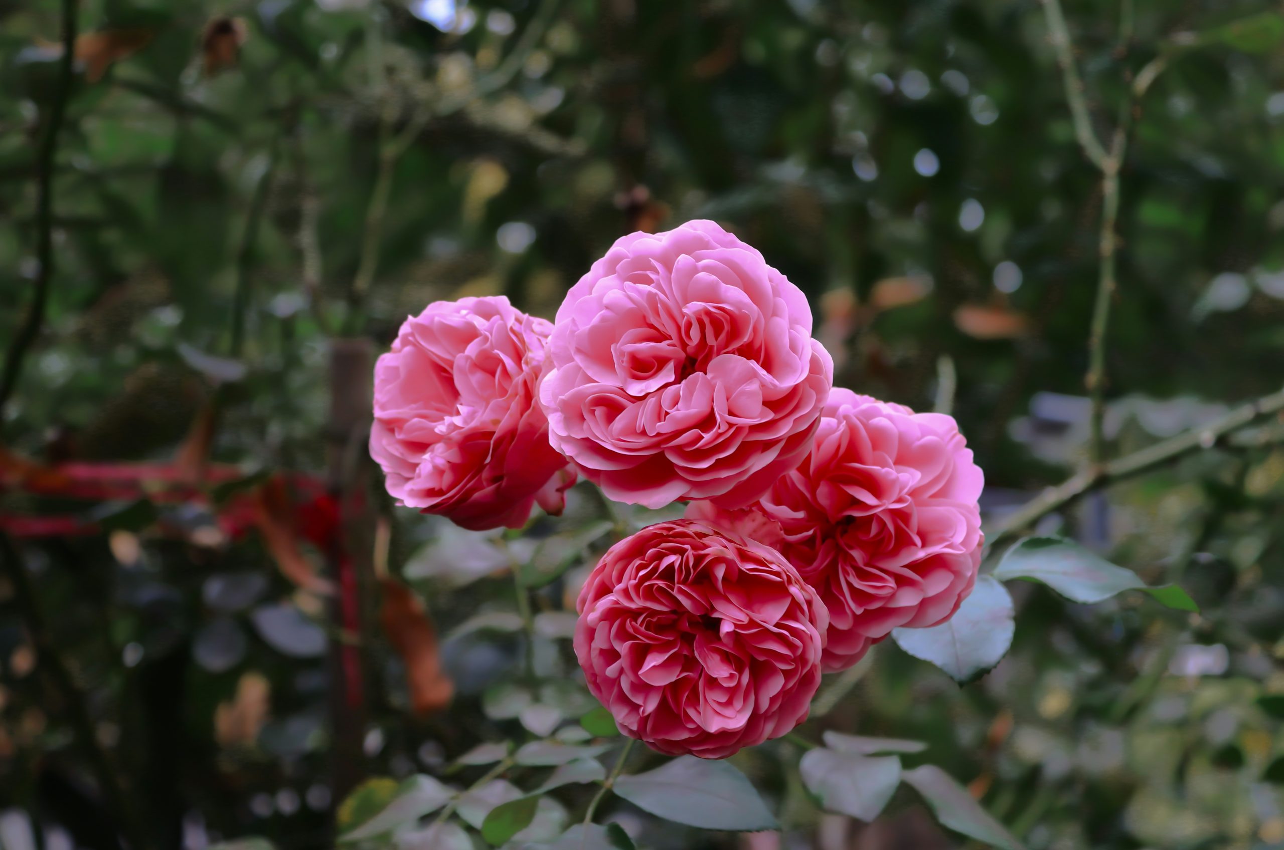 Prismatic Three Pink Roses
