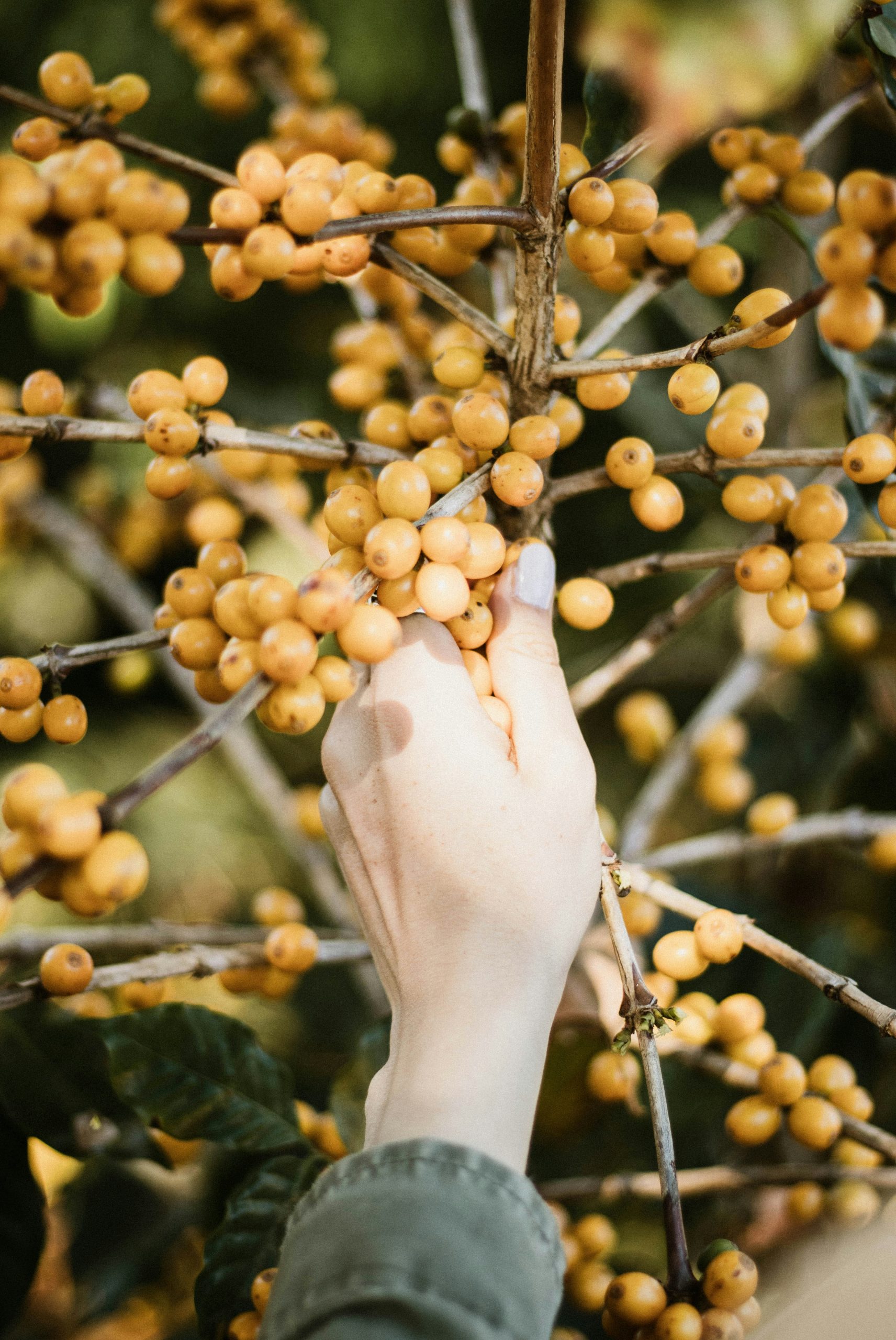 Radiant Hand Picking Yellow Coffee