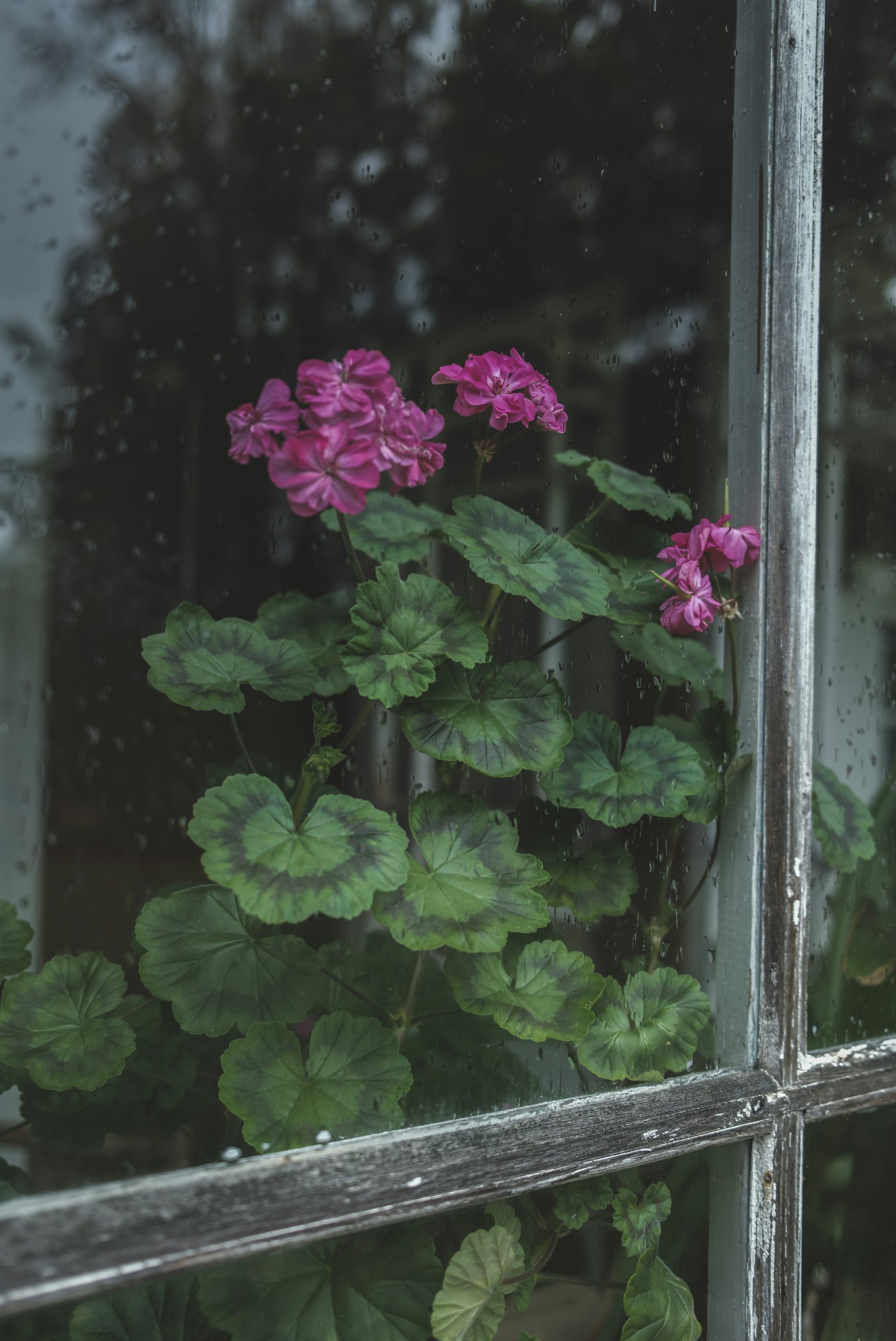 Radiant Pink Geranium Flowers Behind