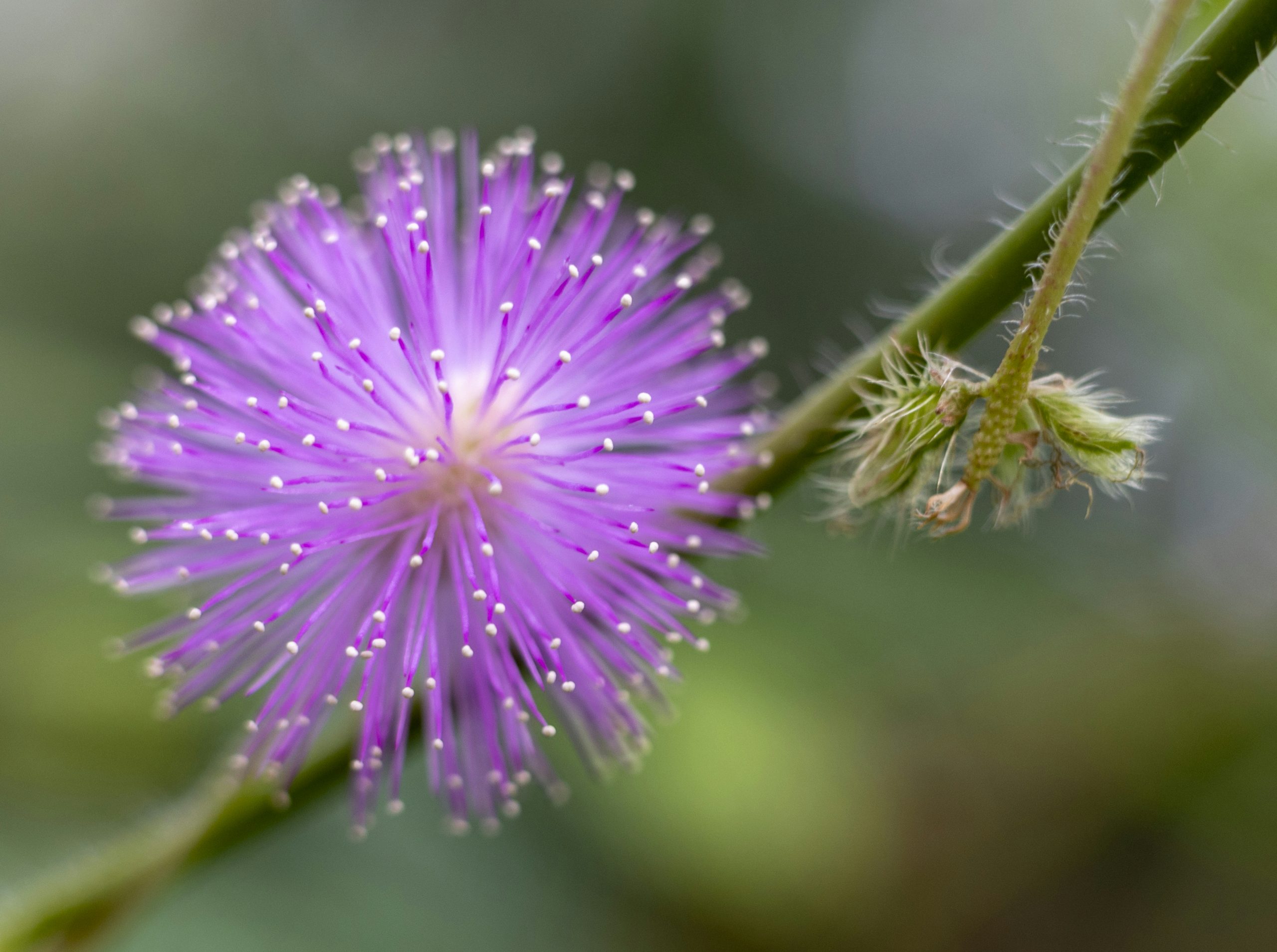 Radiant Purple Mimosa Pudica Flower