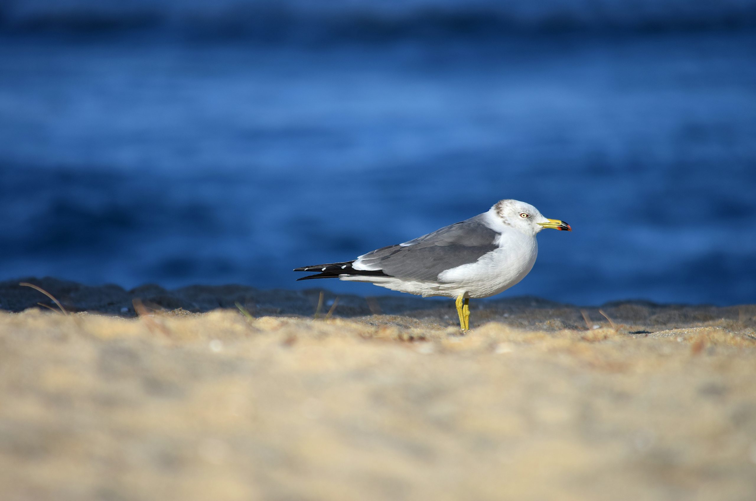 Radiant Ring-Billed Gull