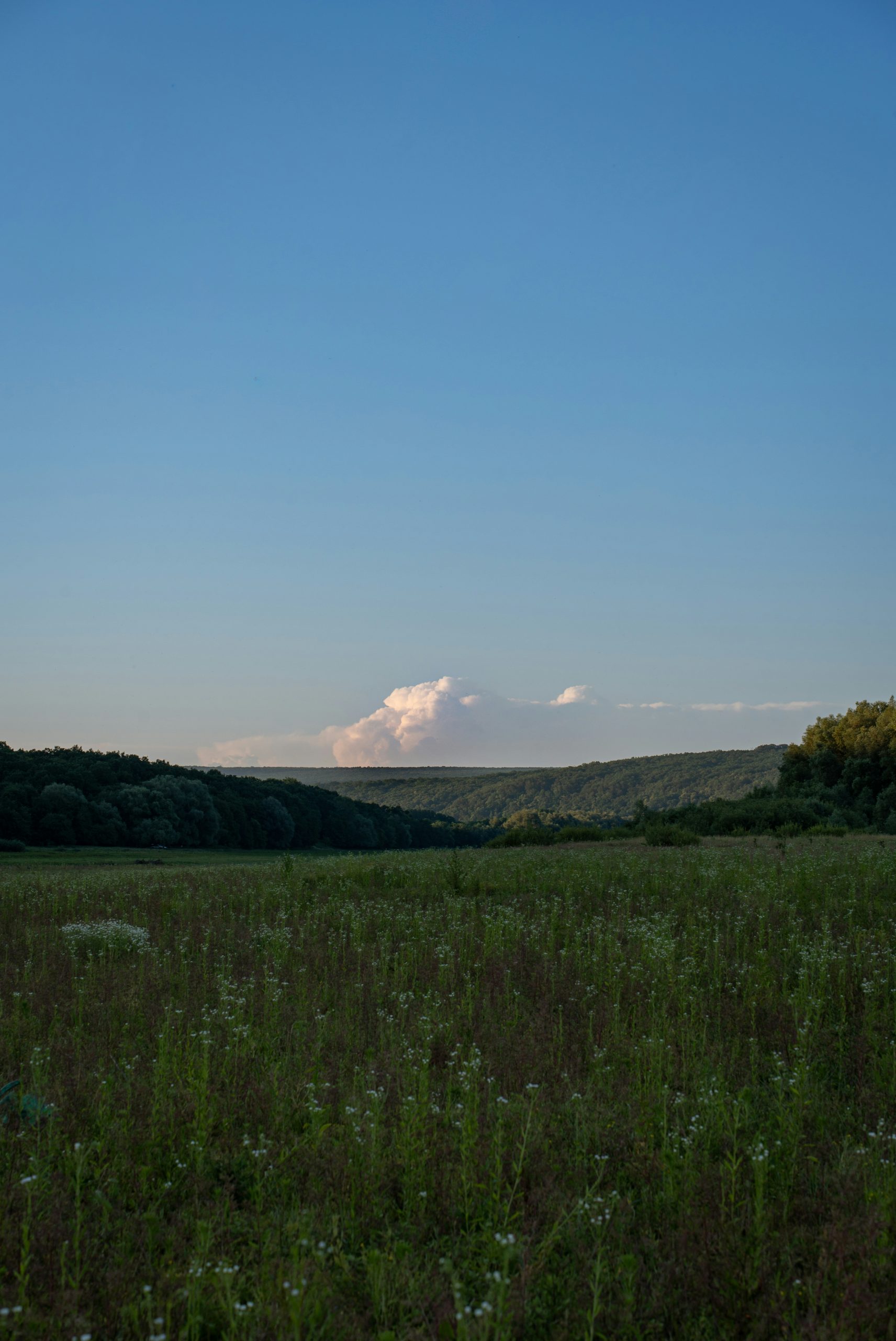 Sable Grassy Meadow