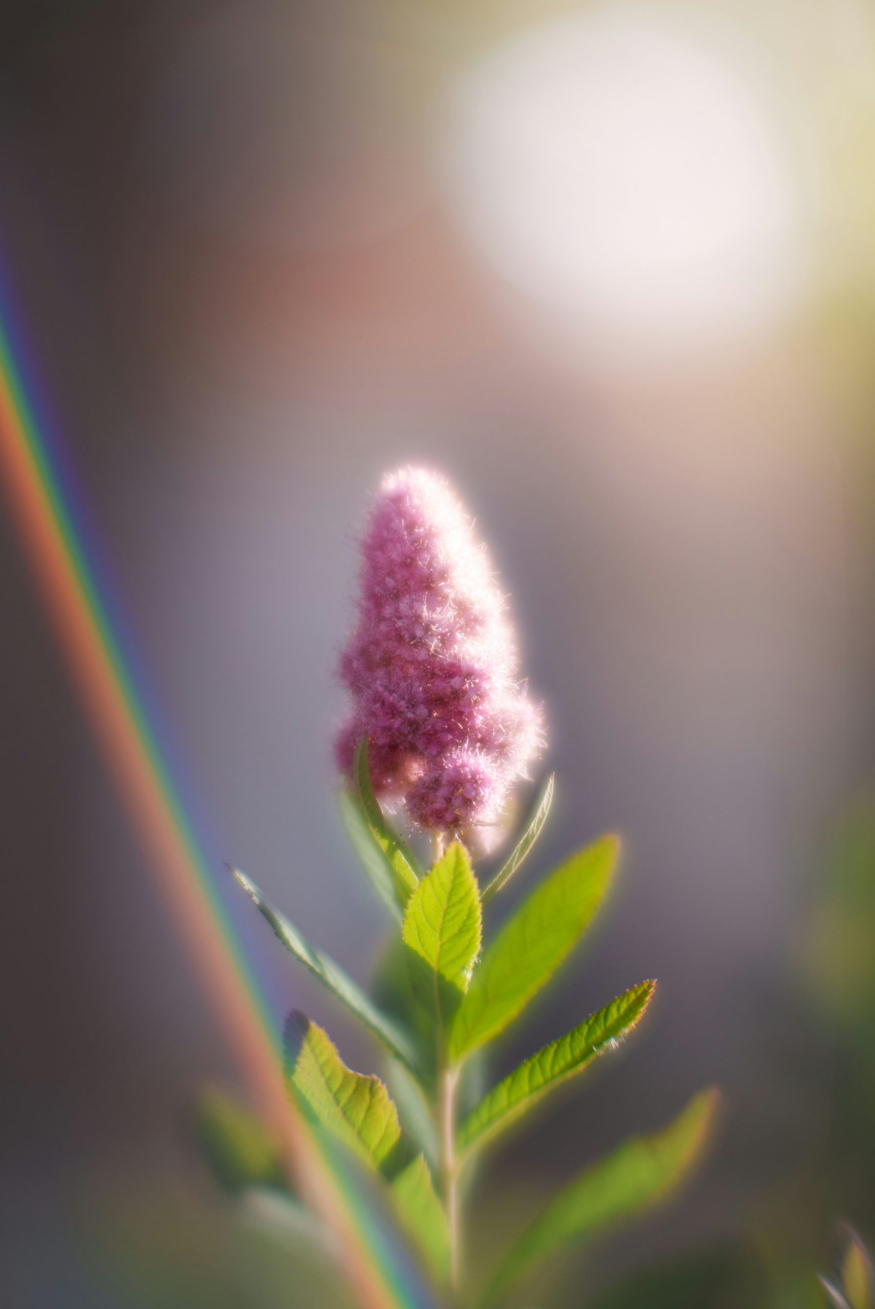 Sable Pink Spirea Flower