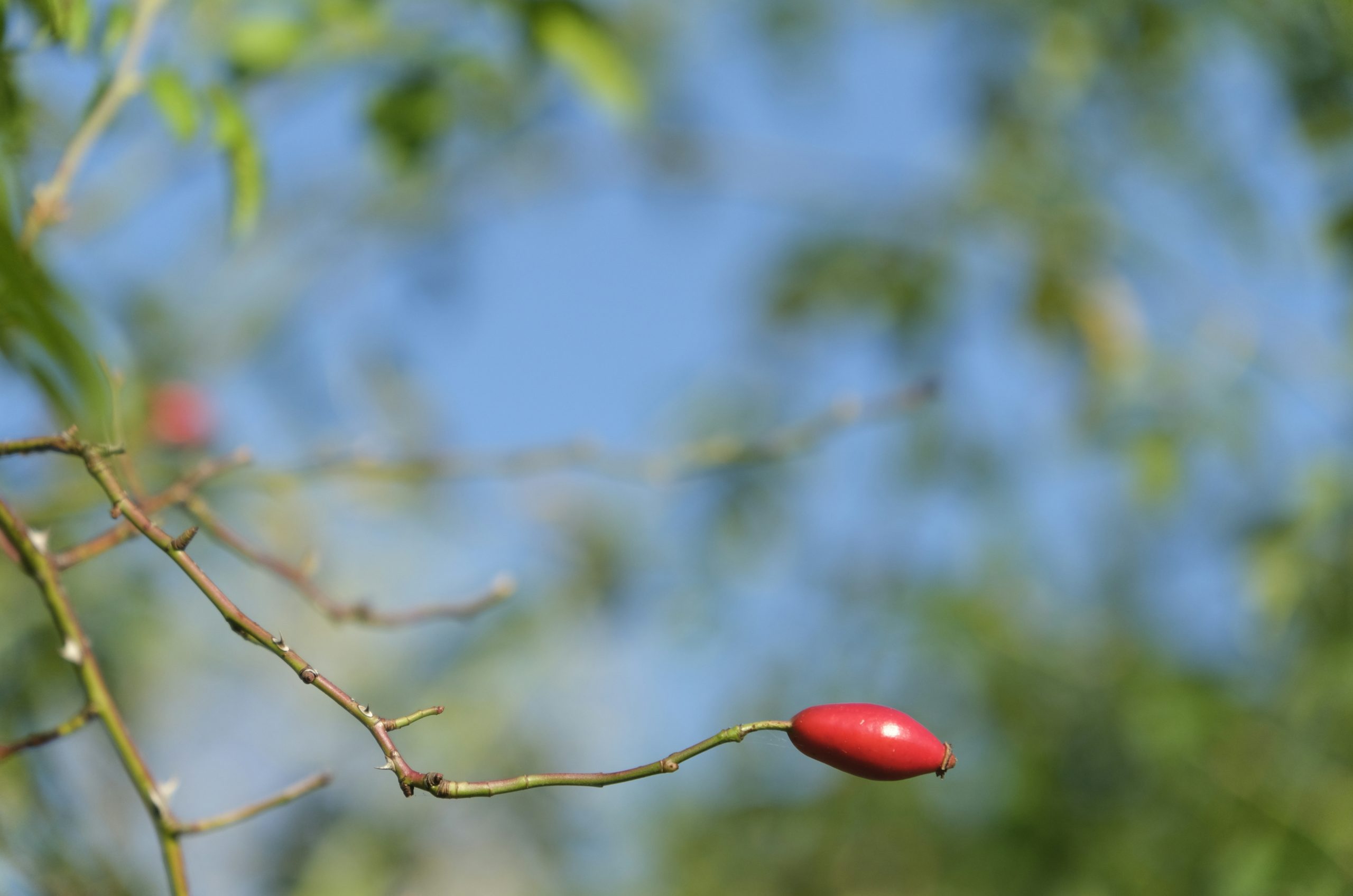 Sable Single Red Rose Hip