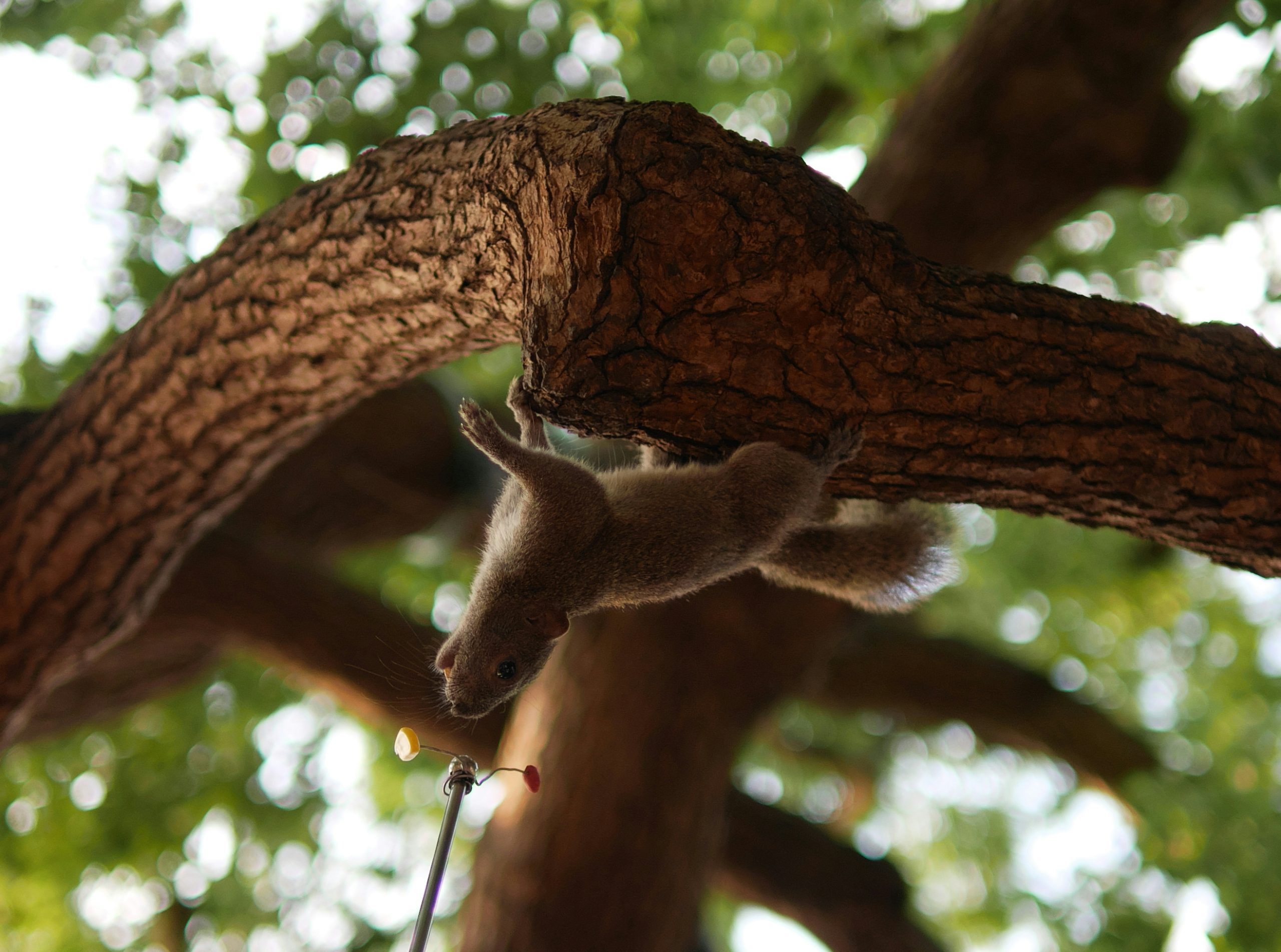 Sable Squirrel Hanging