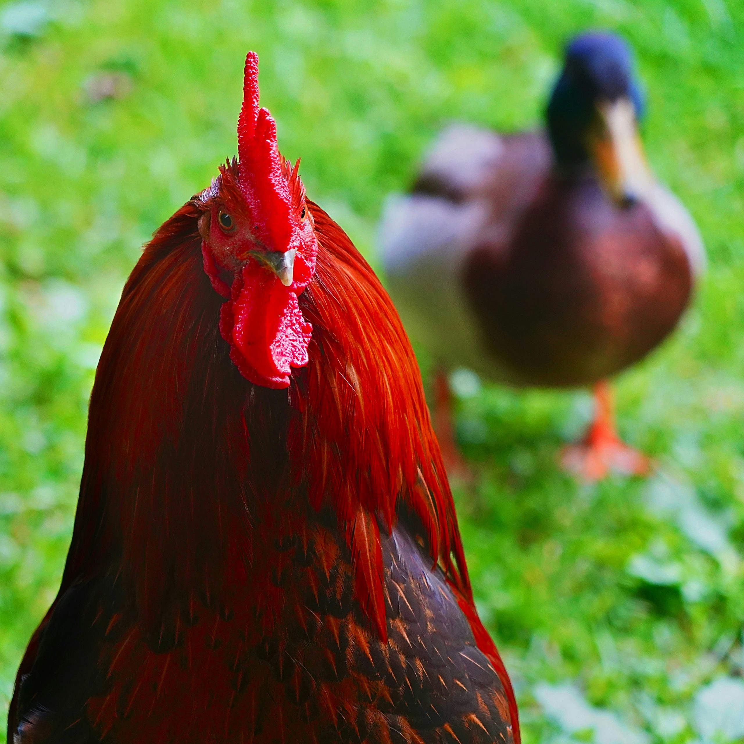Sapphire Red Rooster