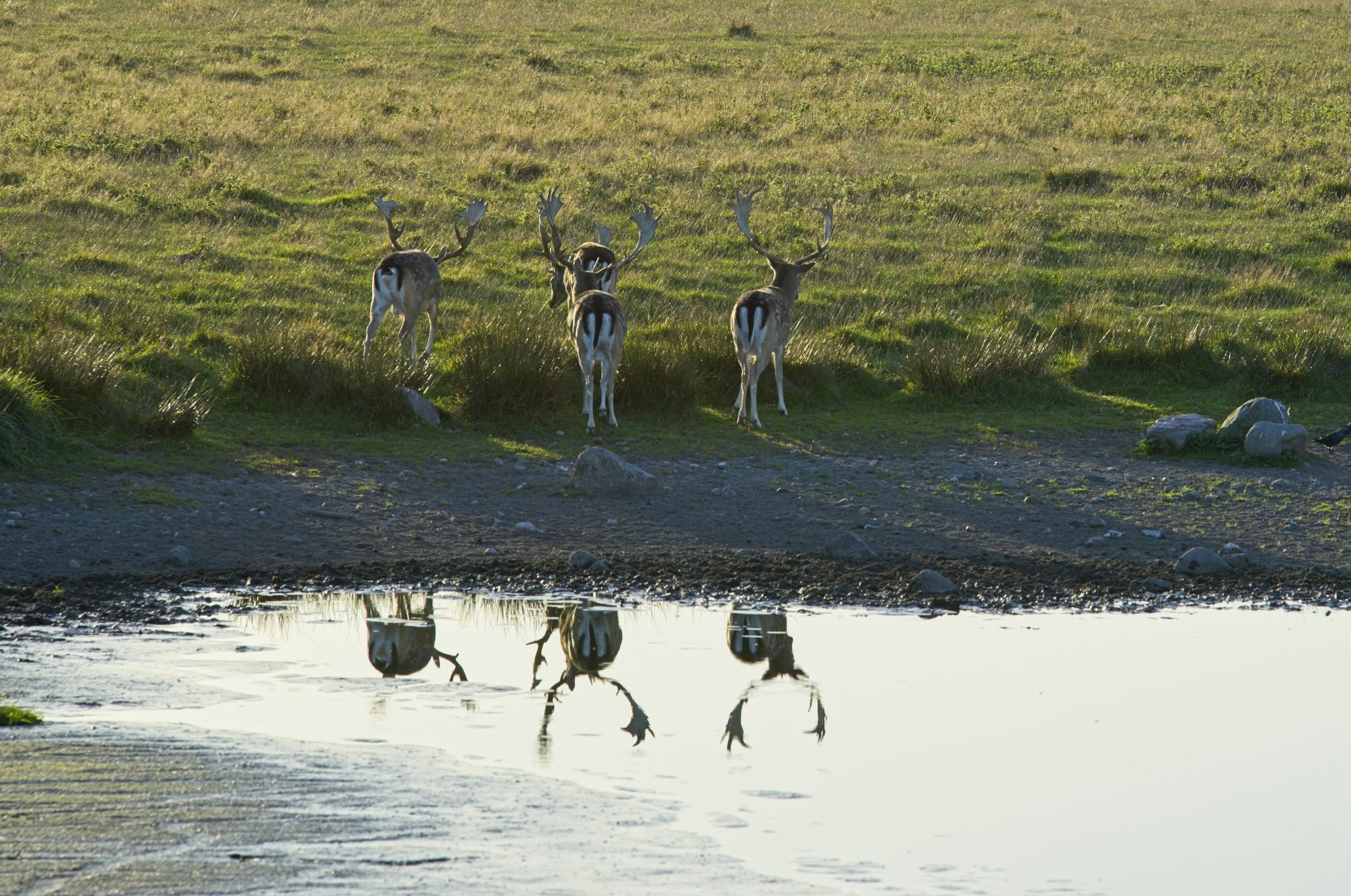 Sapphire Three Fallow Deer
