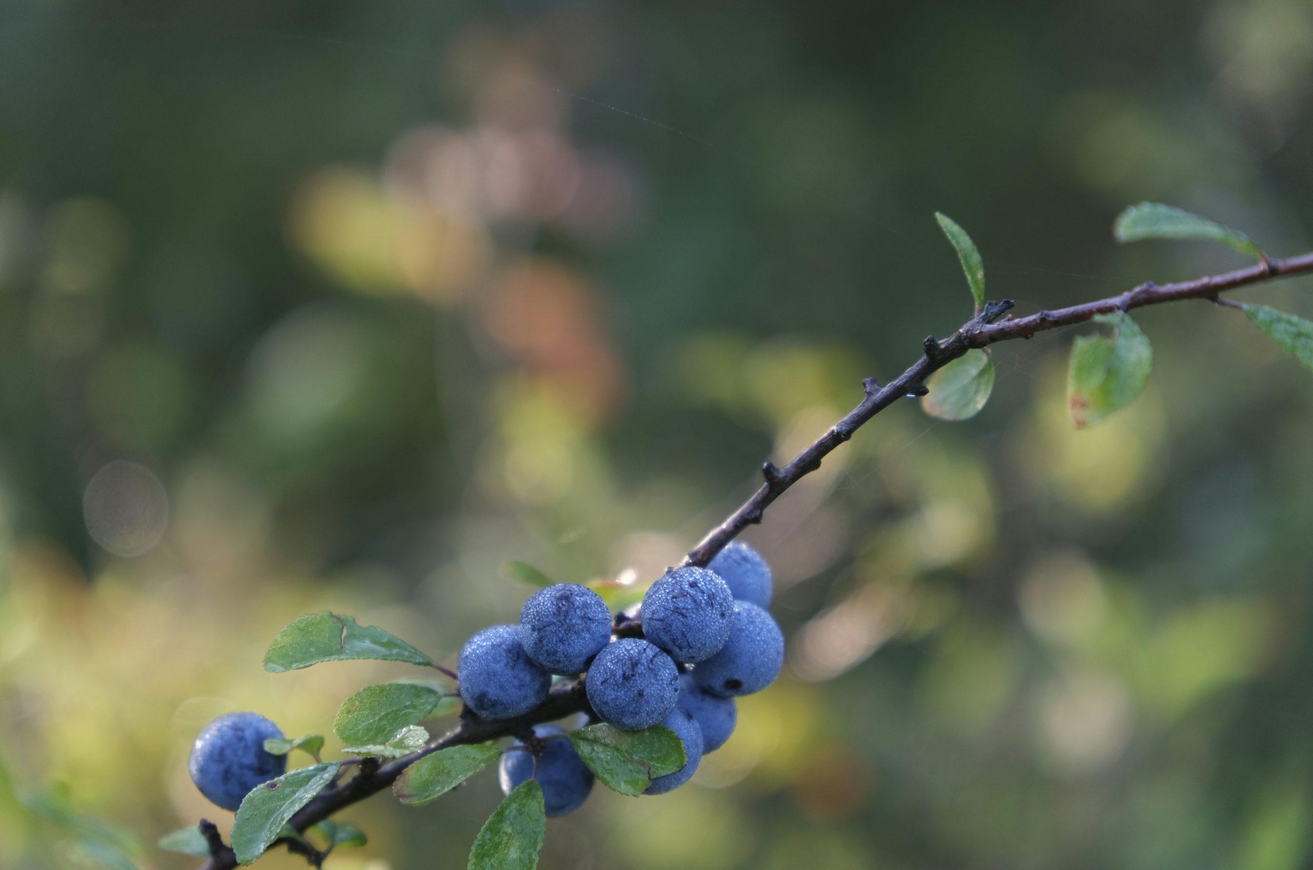 Serene Cluster Of Blue