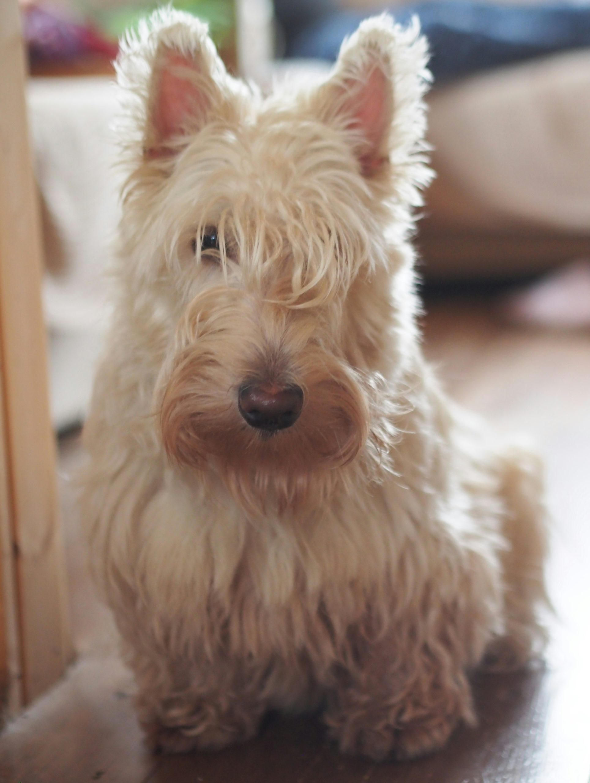 Serene Fluffy Cream Colored West