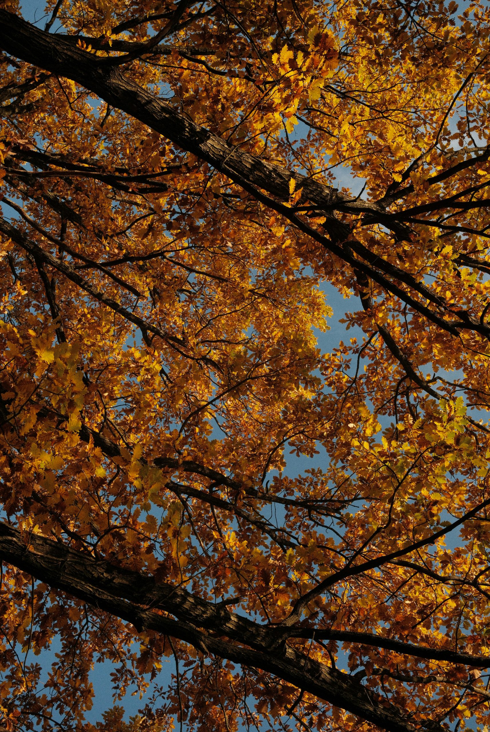 Serene Golden Autumn Oak Leaves