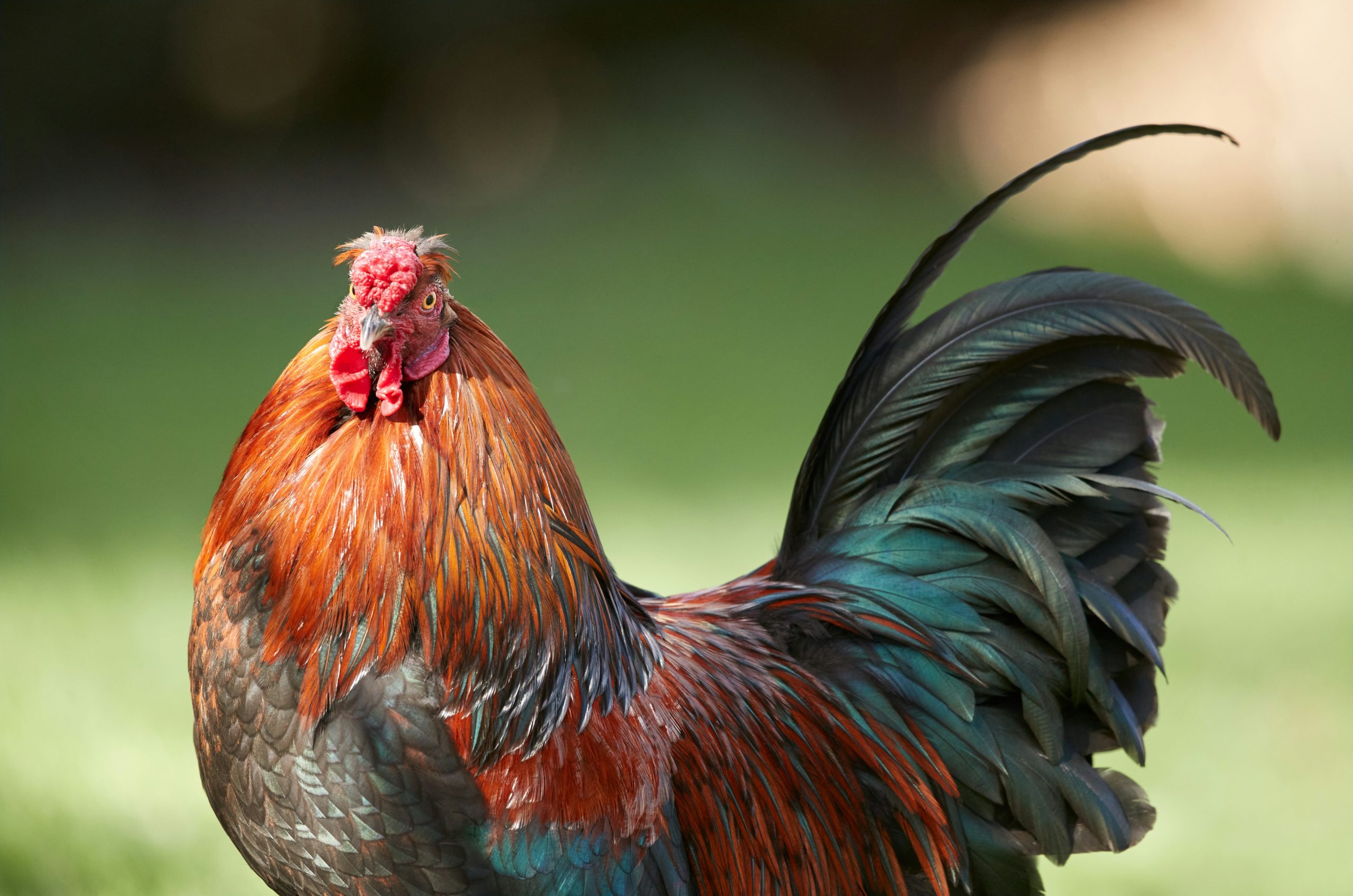 Serene Rooster With Iridescent