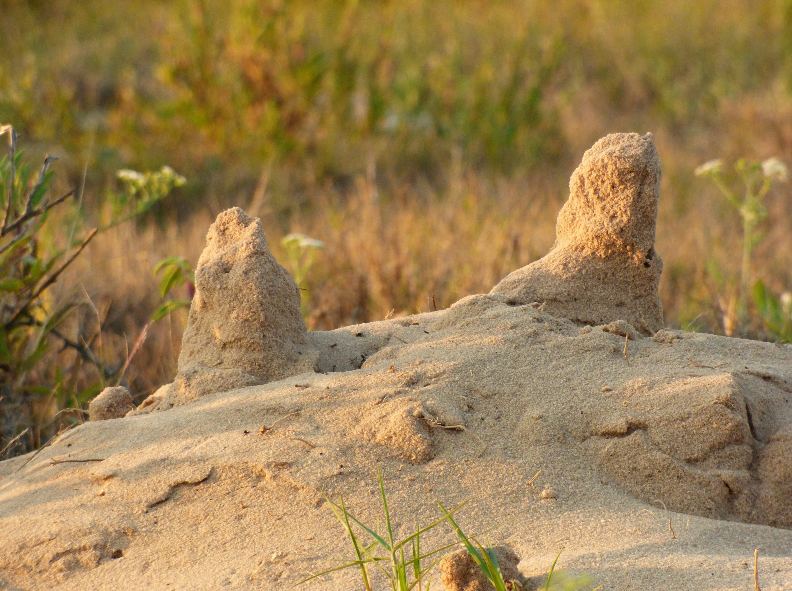 Serene Two Small Sand Mounds