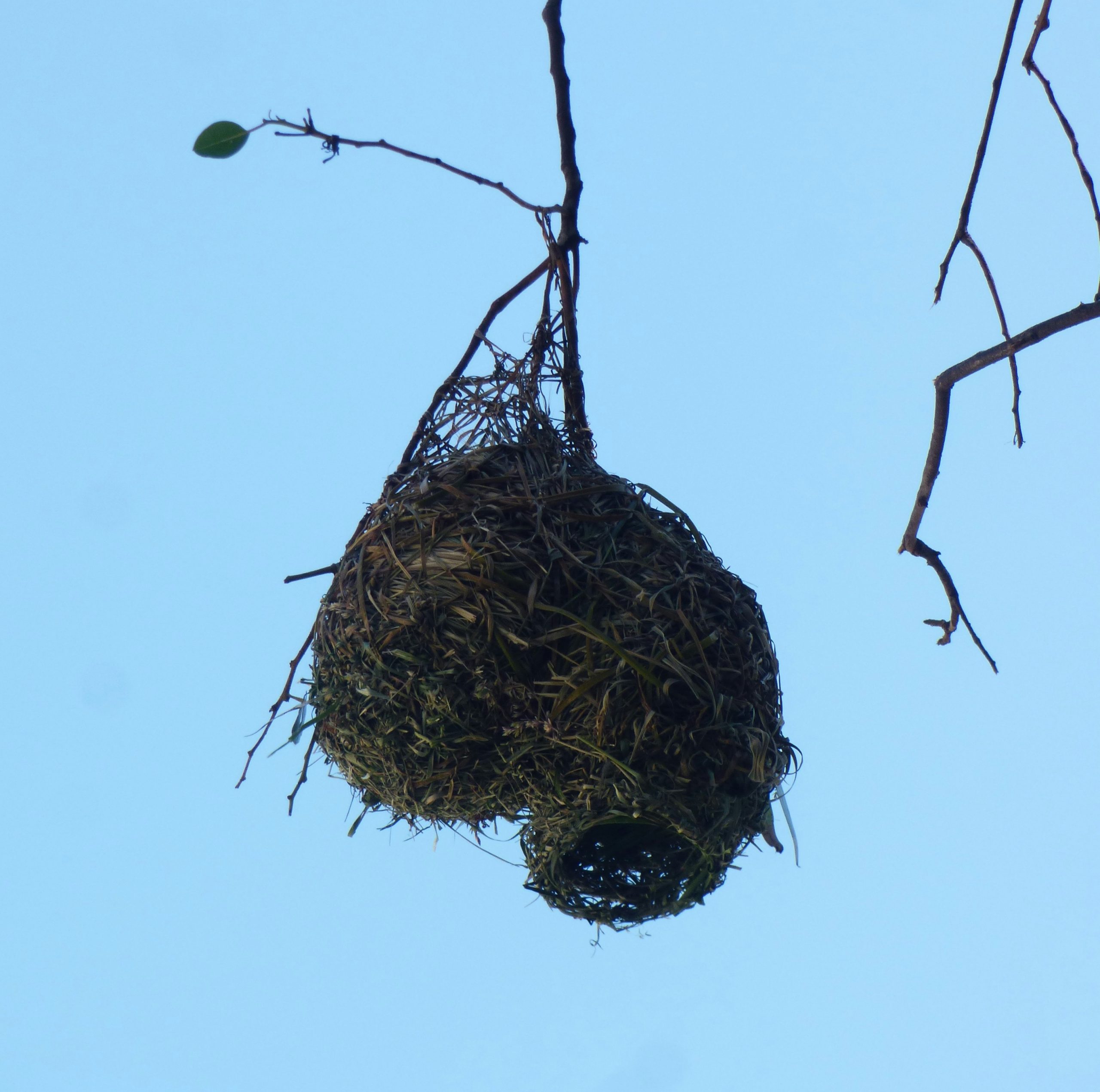 Serene Woven Bird Nest Hanging