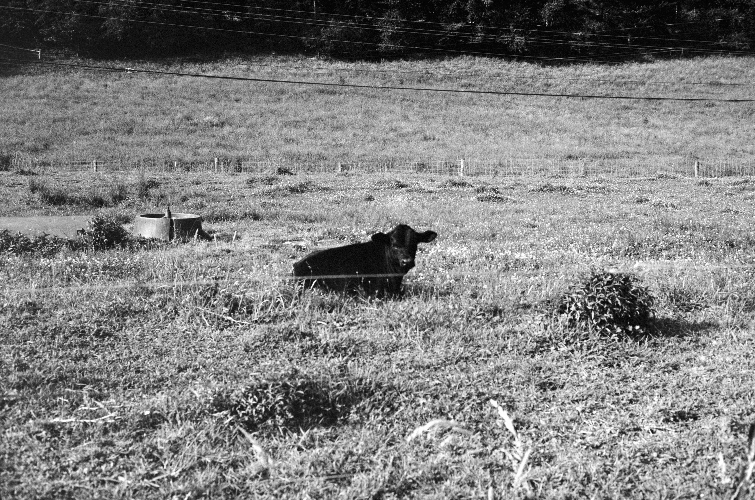 Silken Black Cow Resting