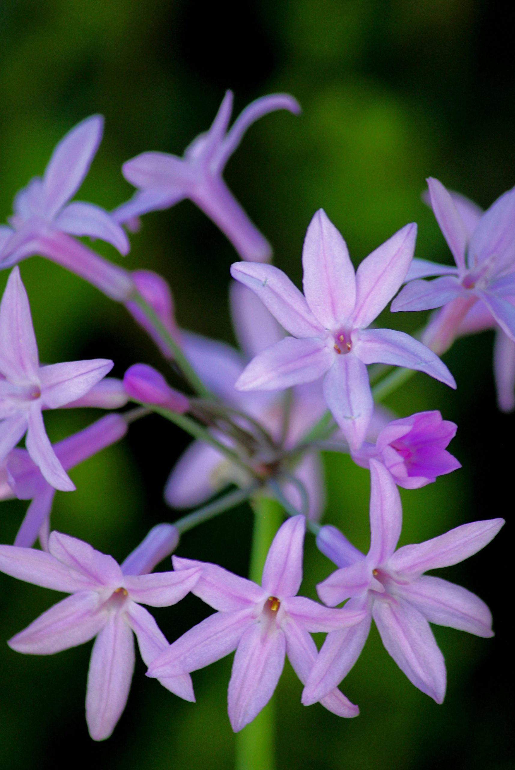 Silken Cluster Of Star-Shaped