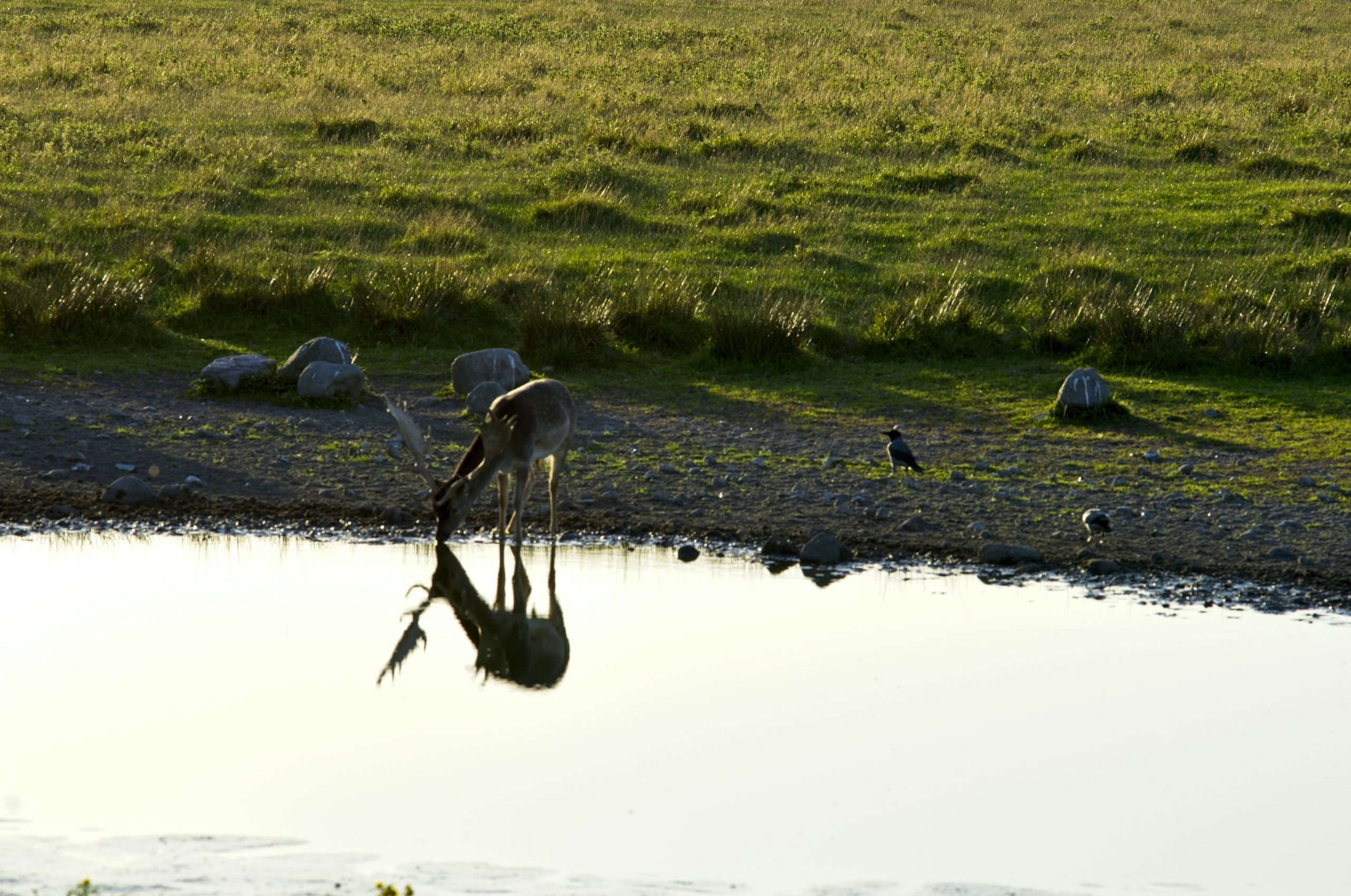 Silken Fallow Deer Drinking