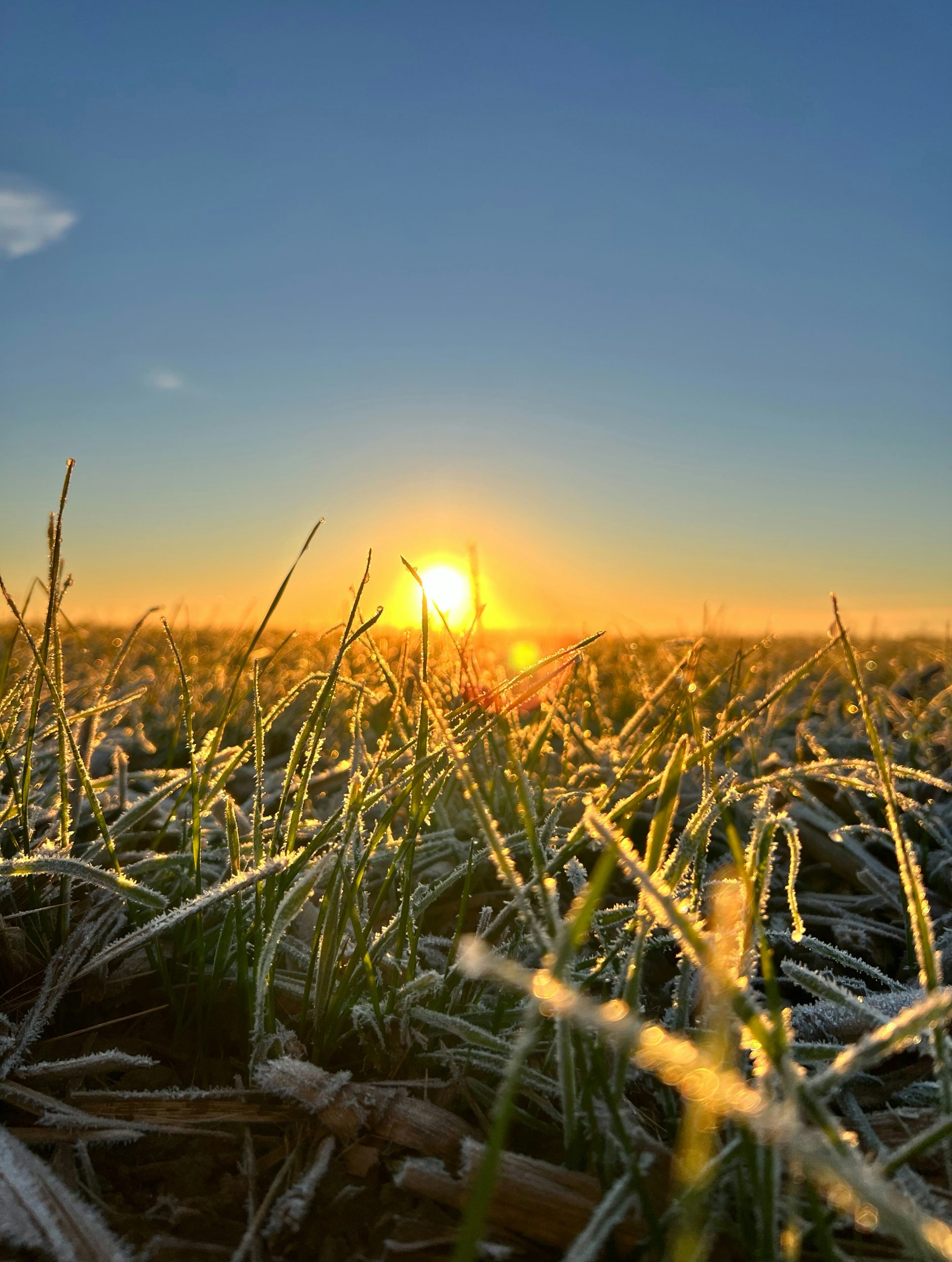 Silken Frost On Blades