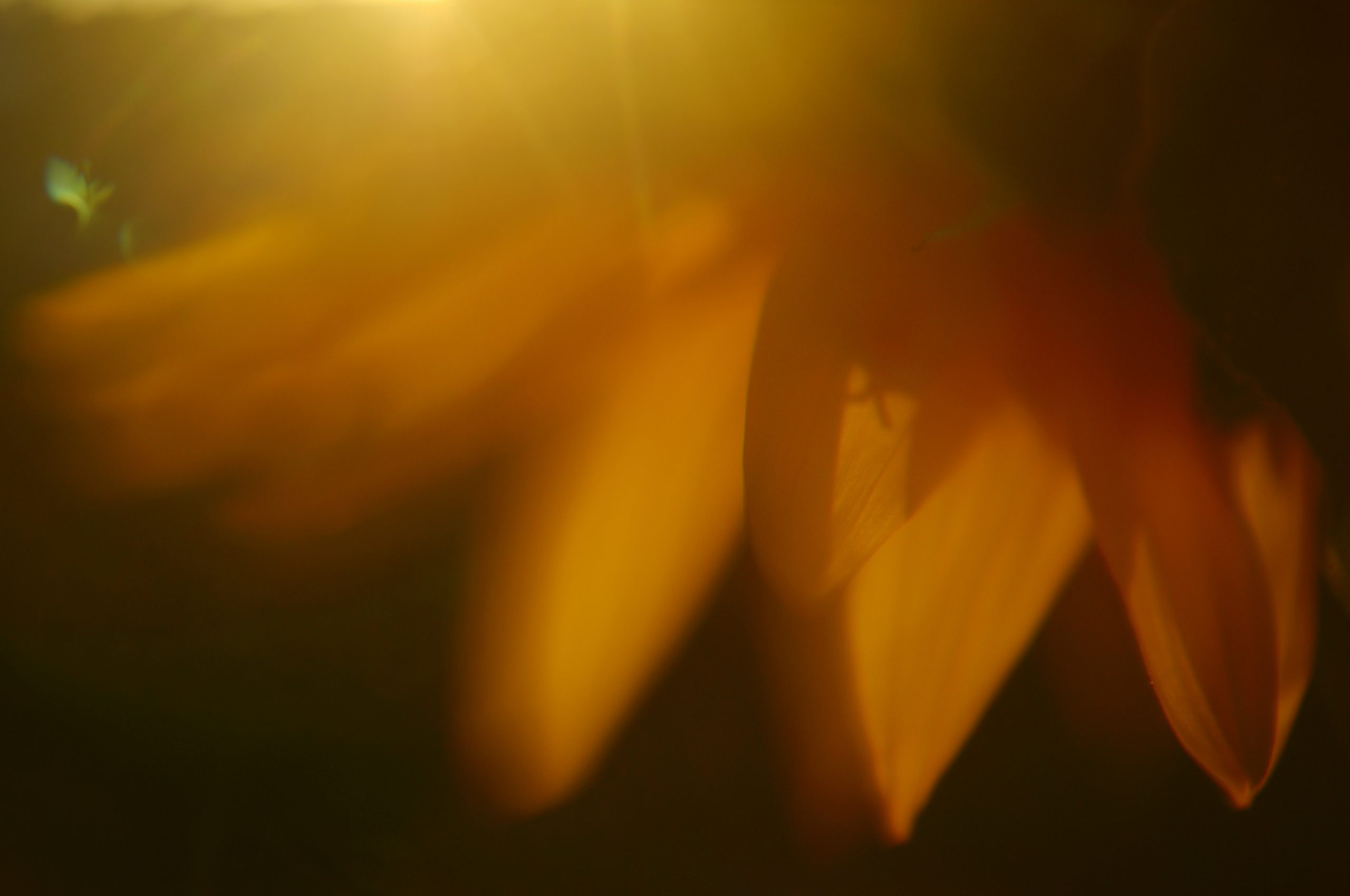 Silken Macro View