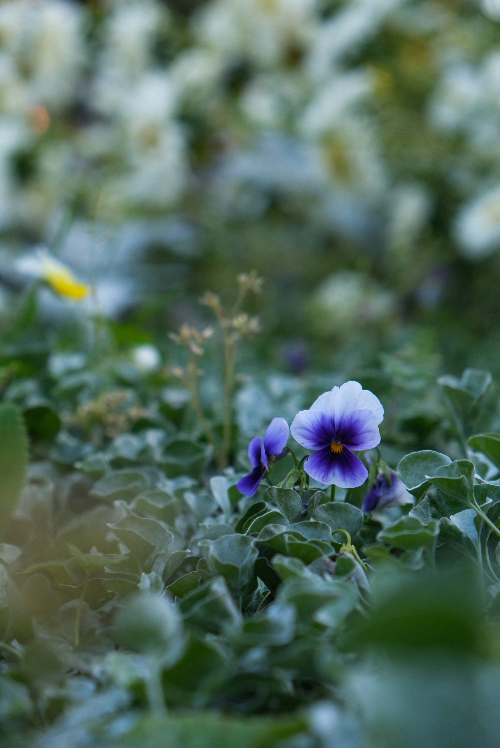 Silken Purple And White