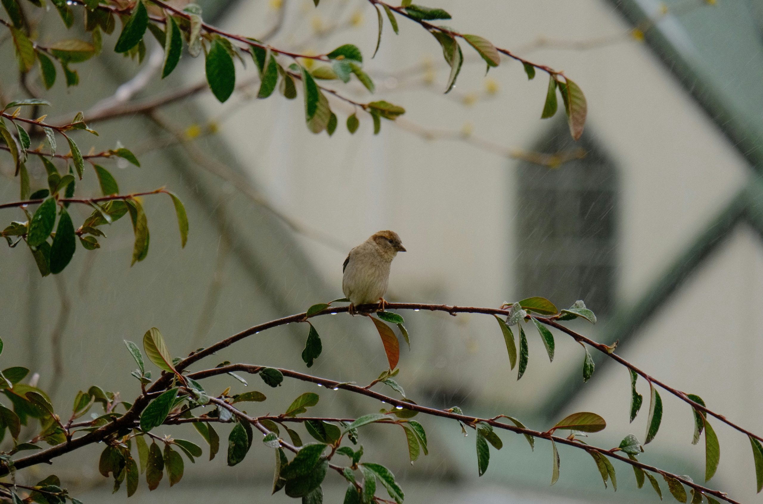 Silken Small Brown Sparrow Perched