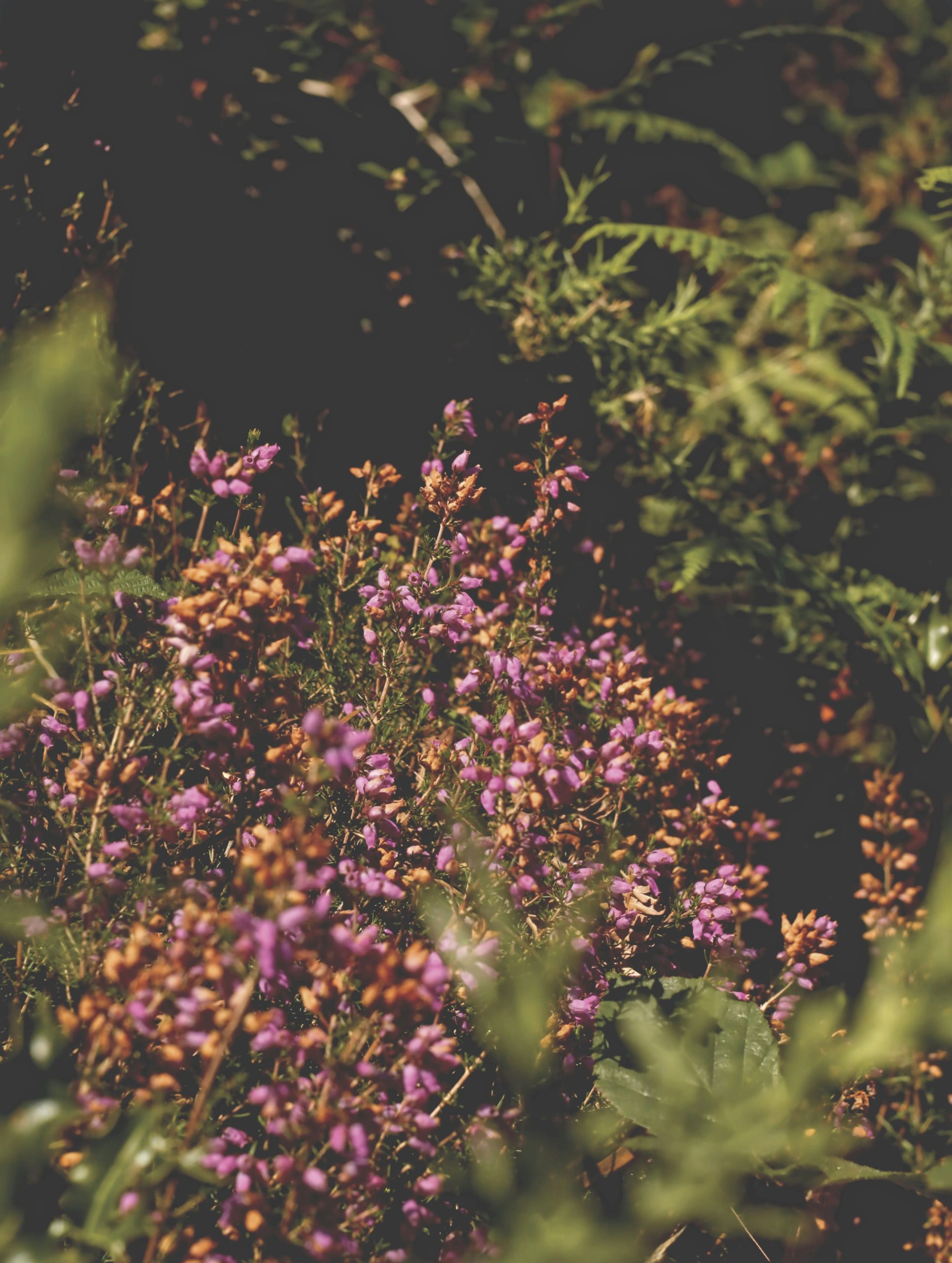 Silken Small Purple Heather Flowers