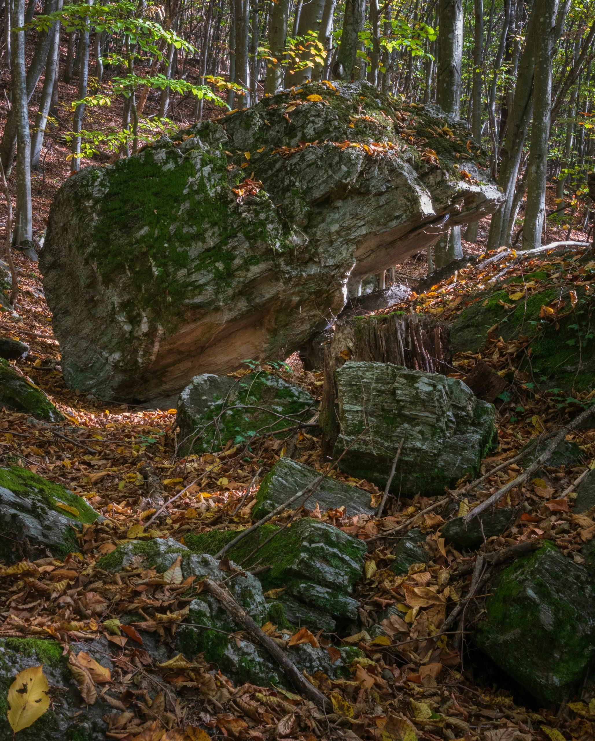 Sleek Large Mossy Boulder