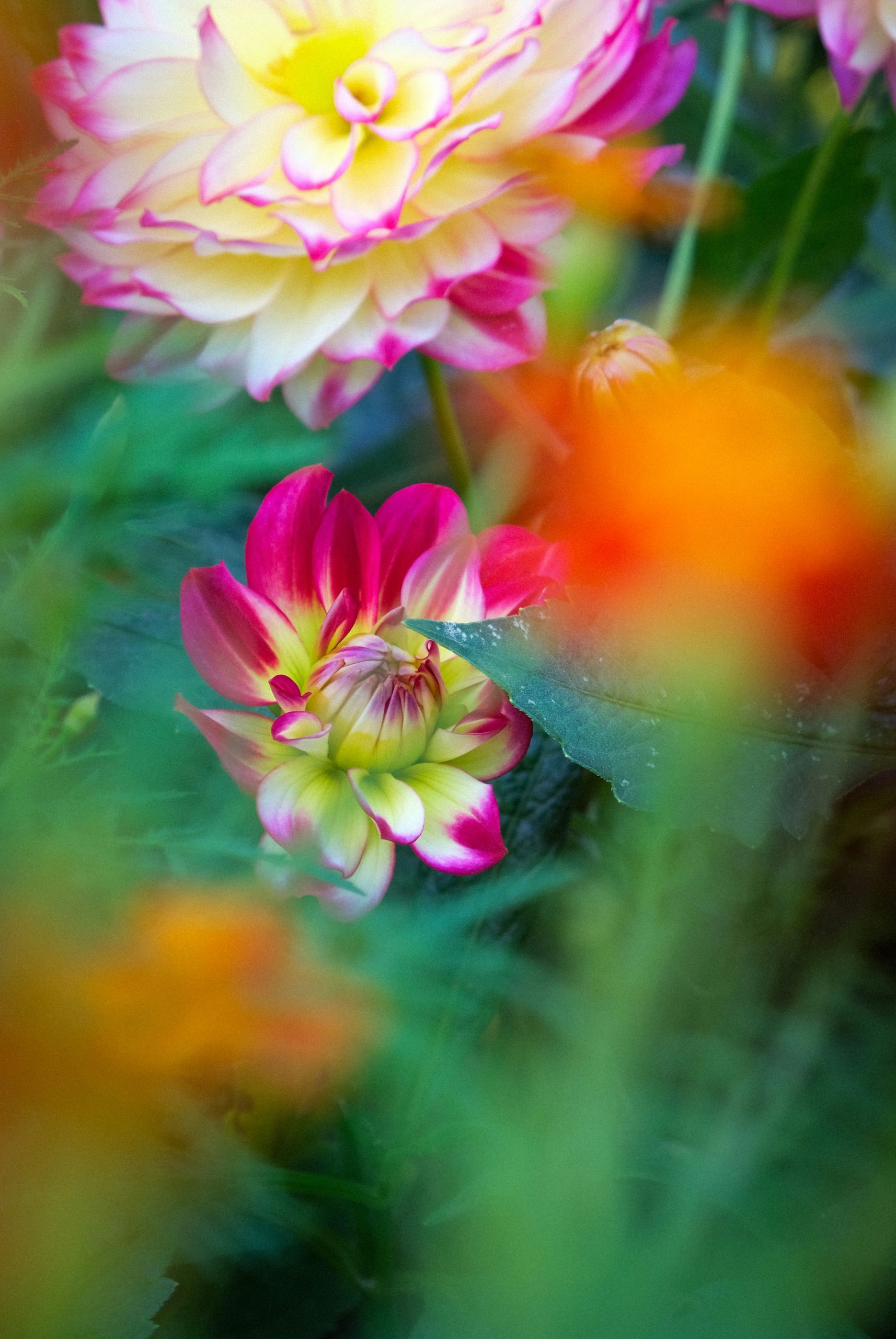 Sleek Pink And Yellow