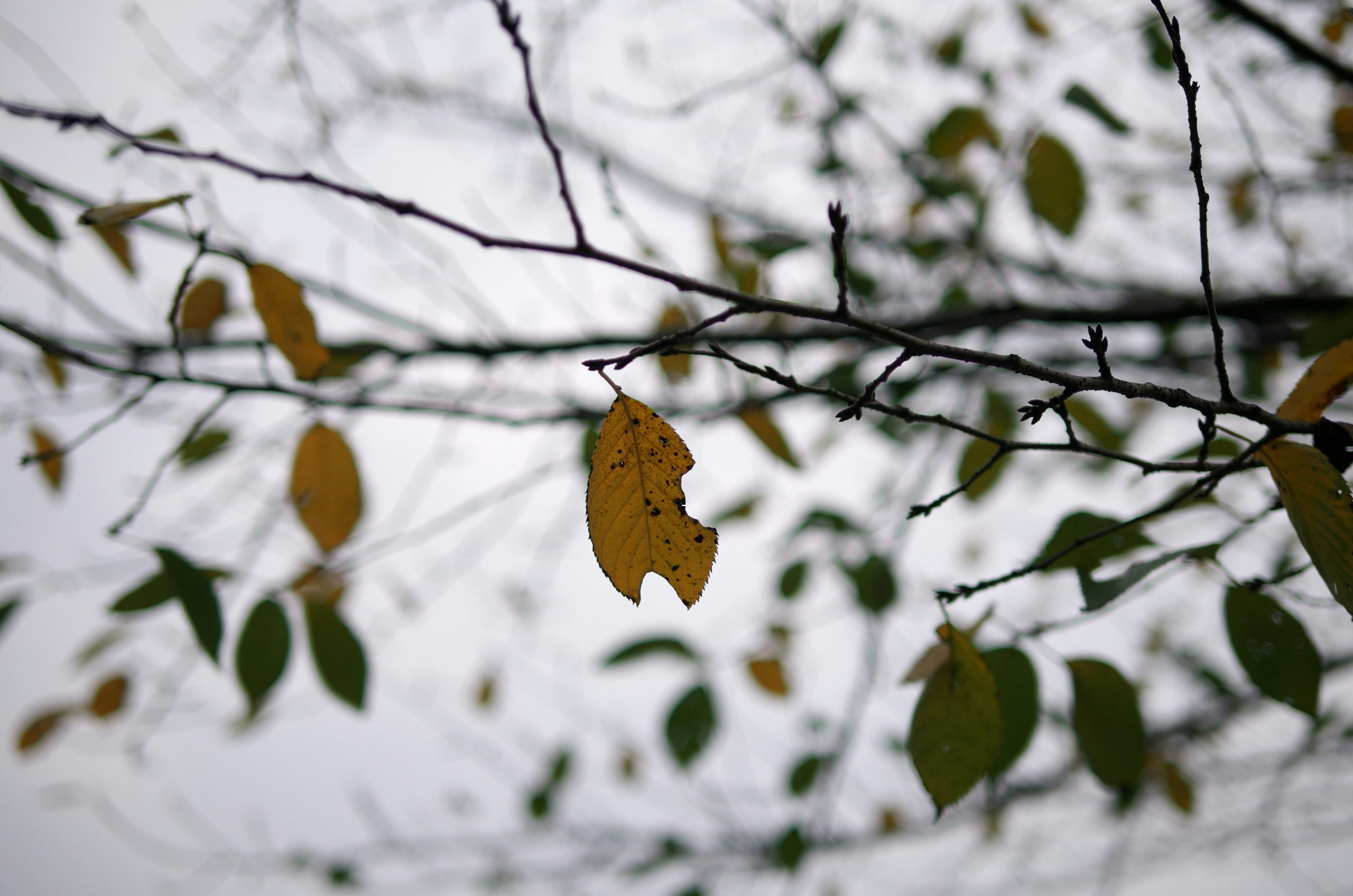 Sleek Single Yellow Leaf