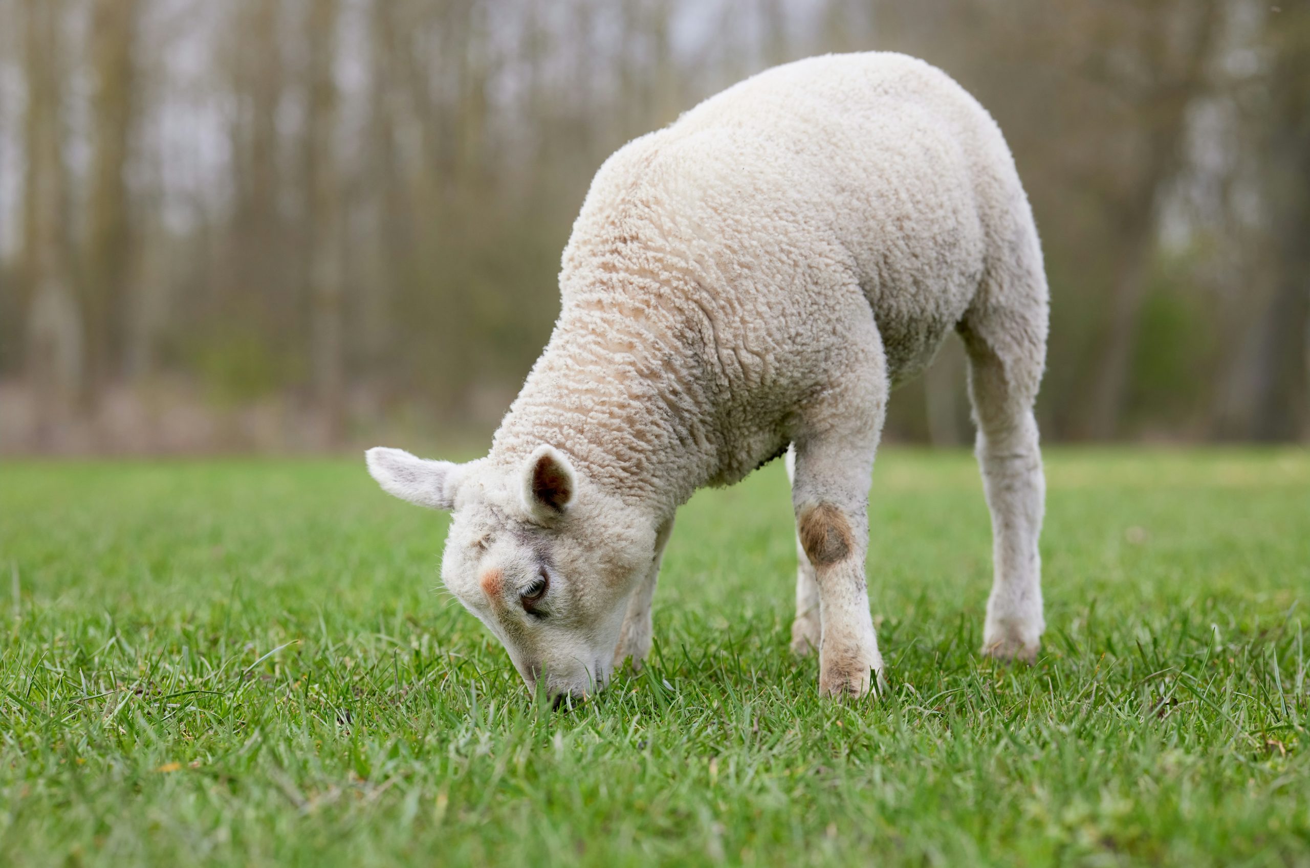 Sleek White Lamb Grazing
