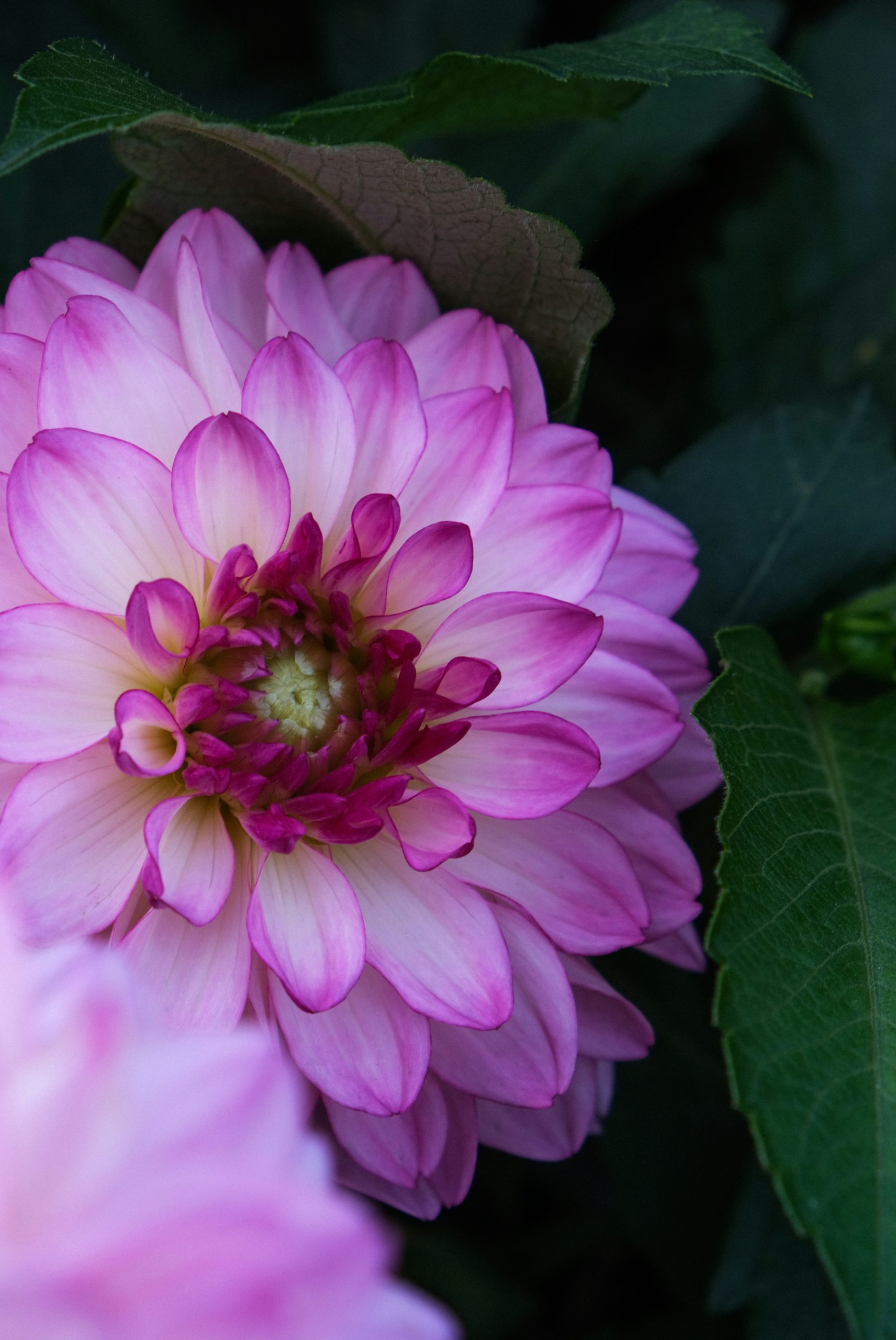 Smoldering Pink And White