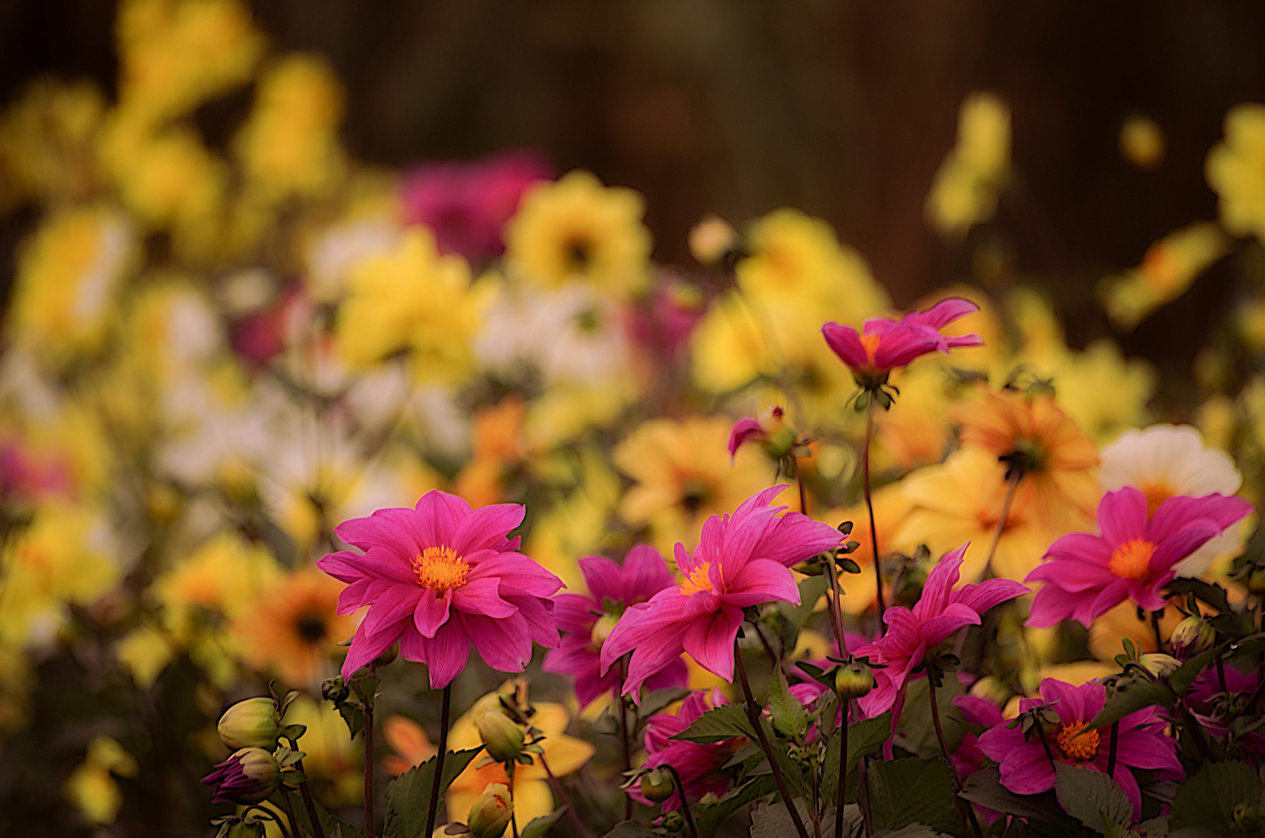 Smoldering Vibrant Pink Dahlias Blooming