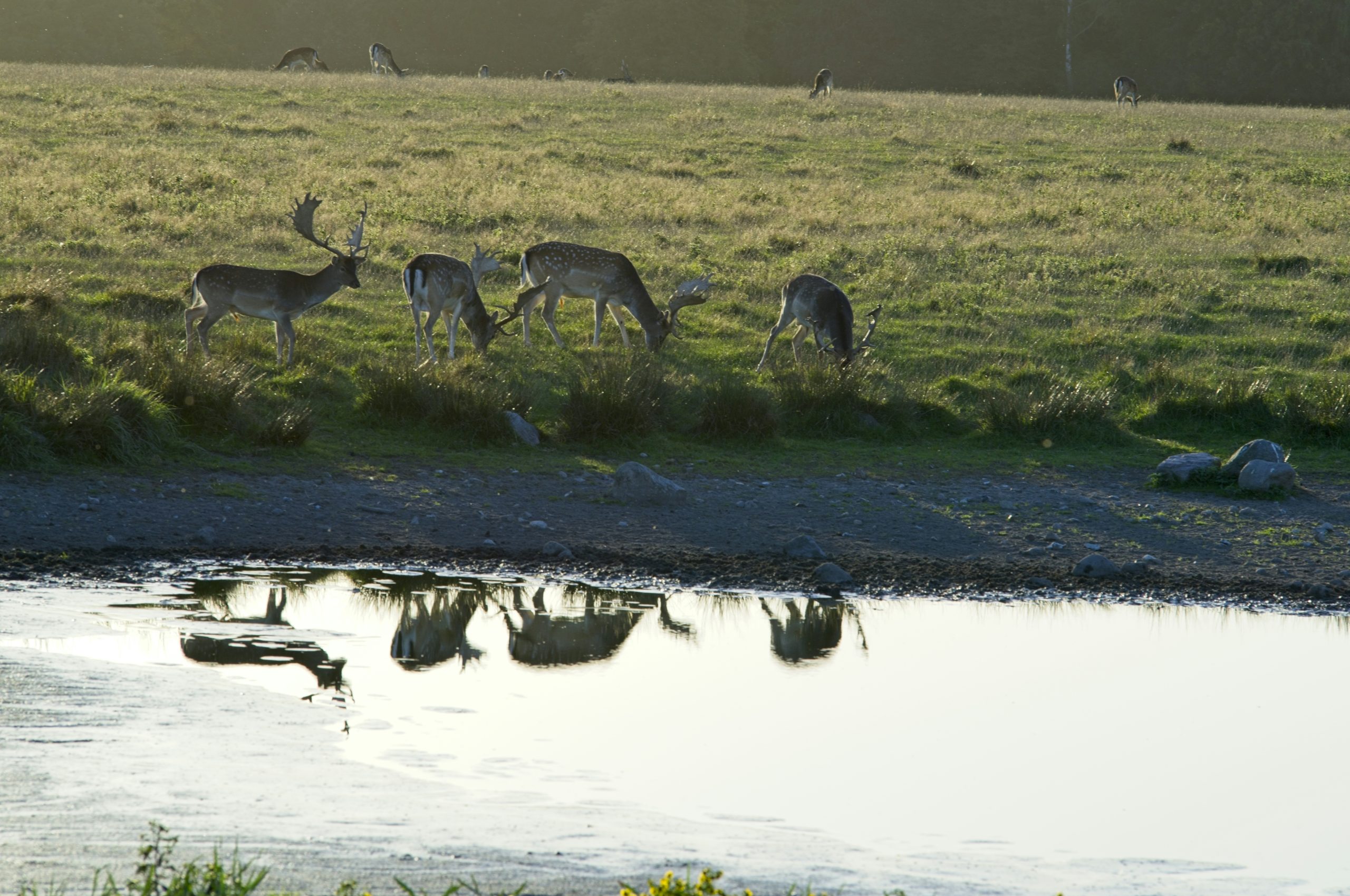 Sunlit Fallow Deer Grazing