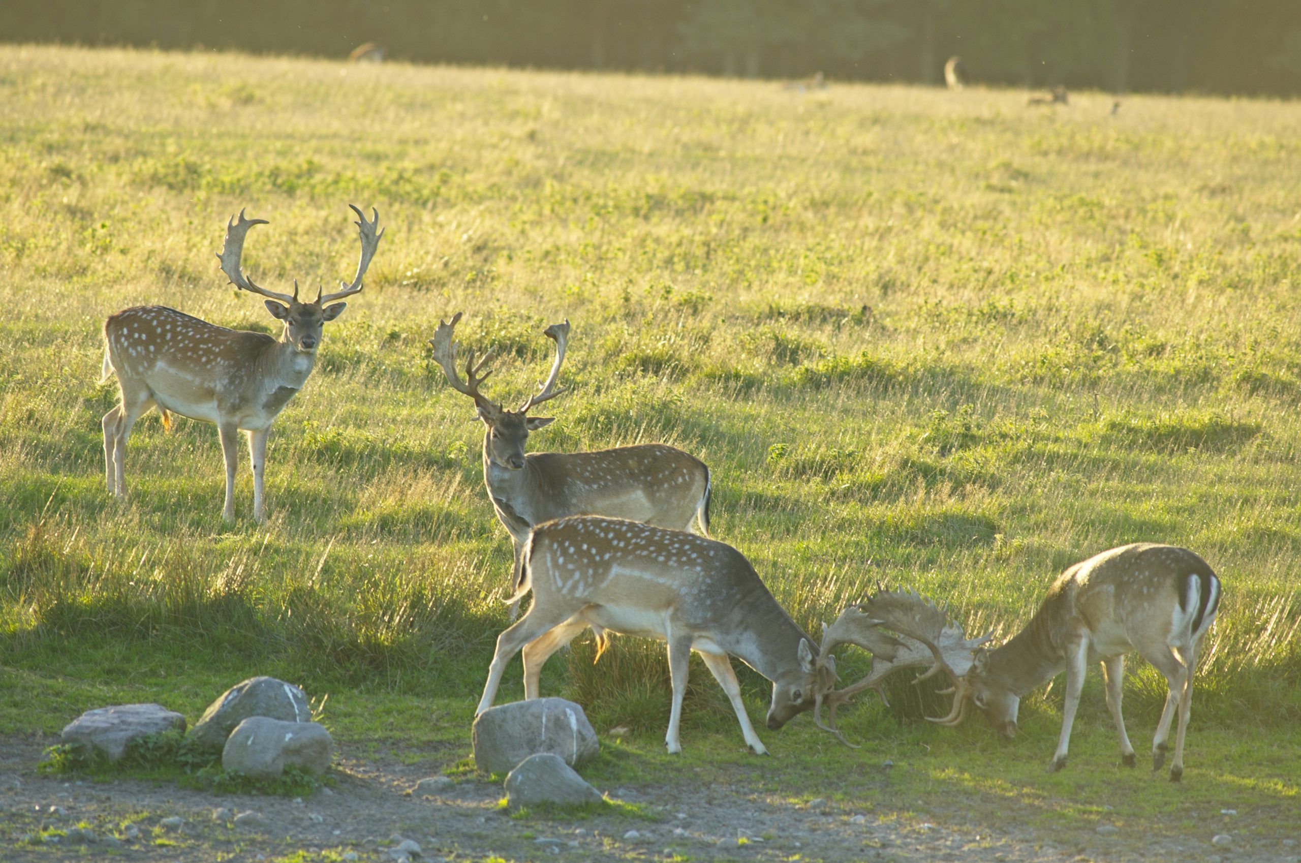 Sunlit Four Fallow Deer