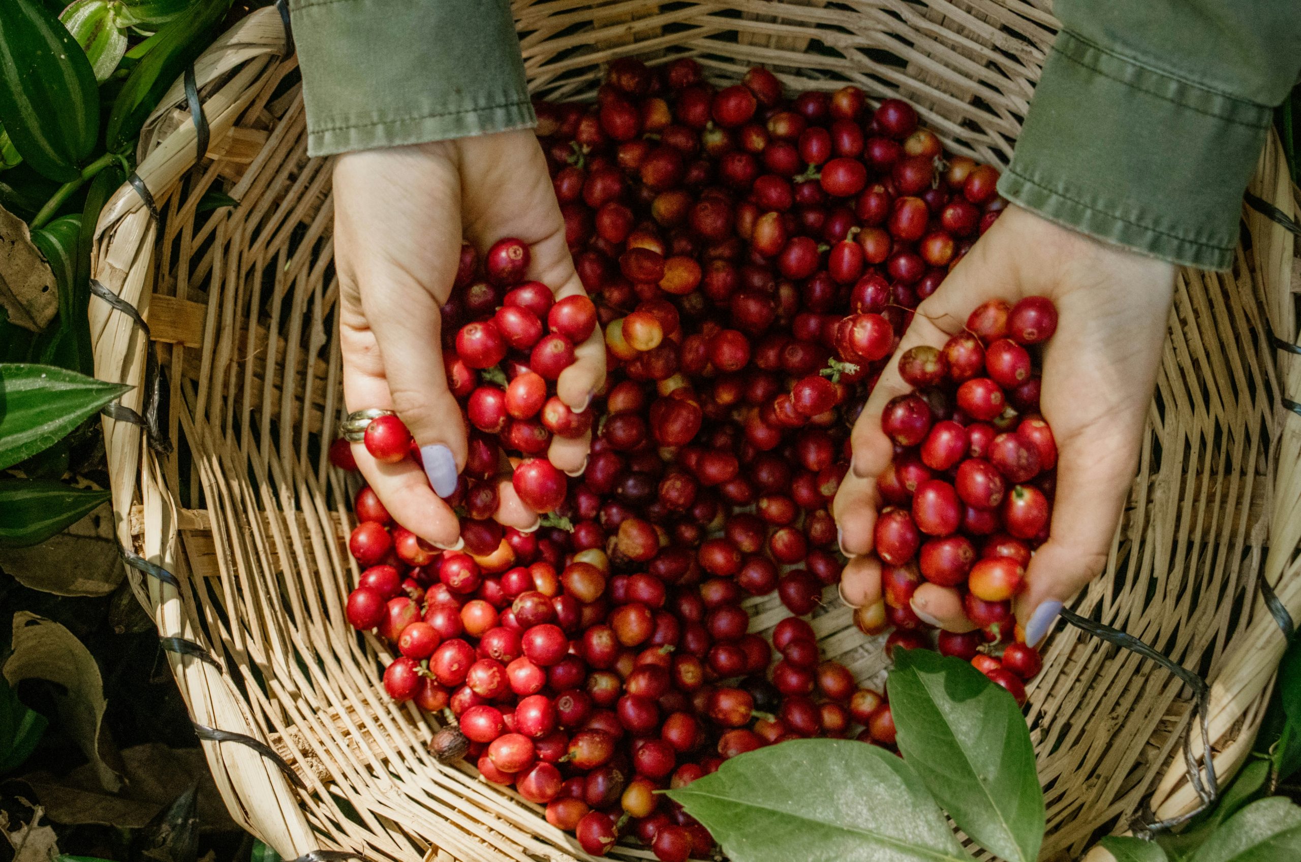 Sunlit Hands Holding Ripe Red