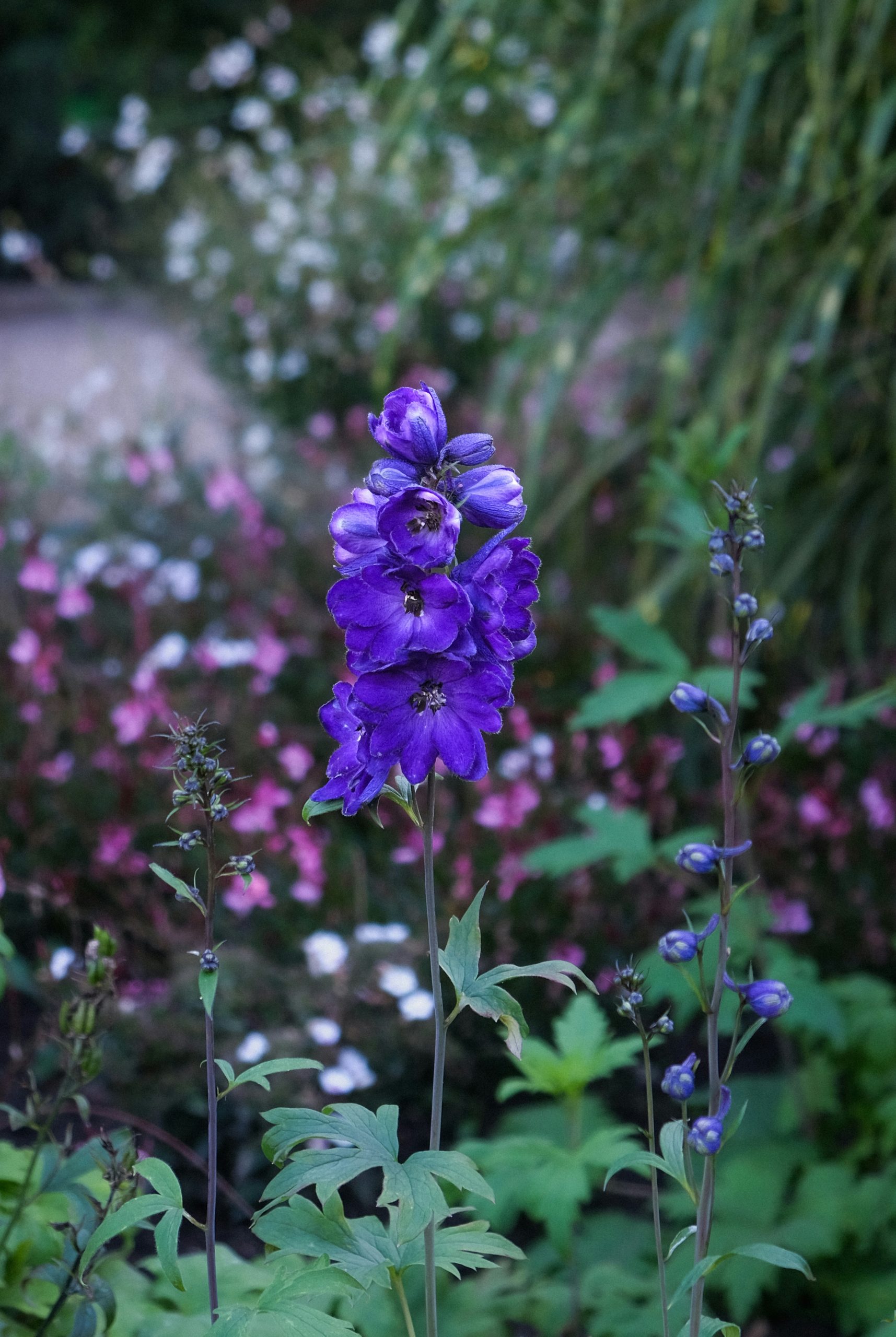 Sunlit Vibrant Purple Delphinium Flower