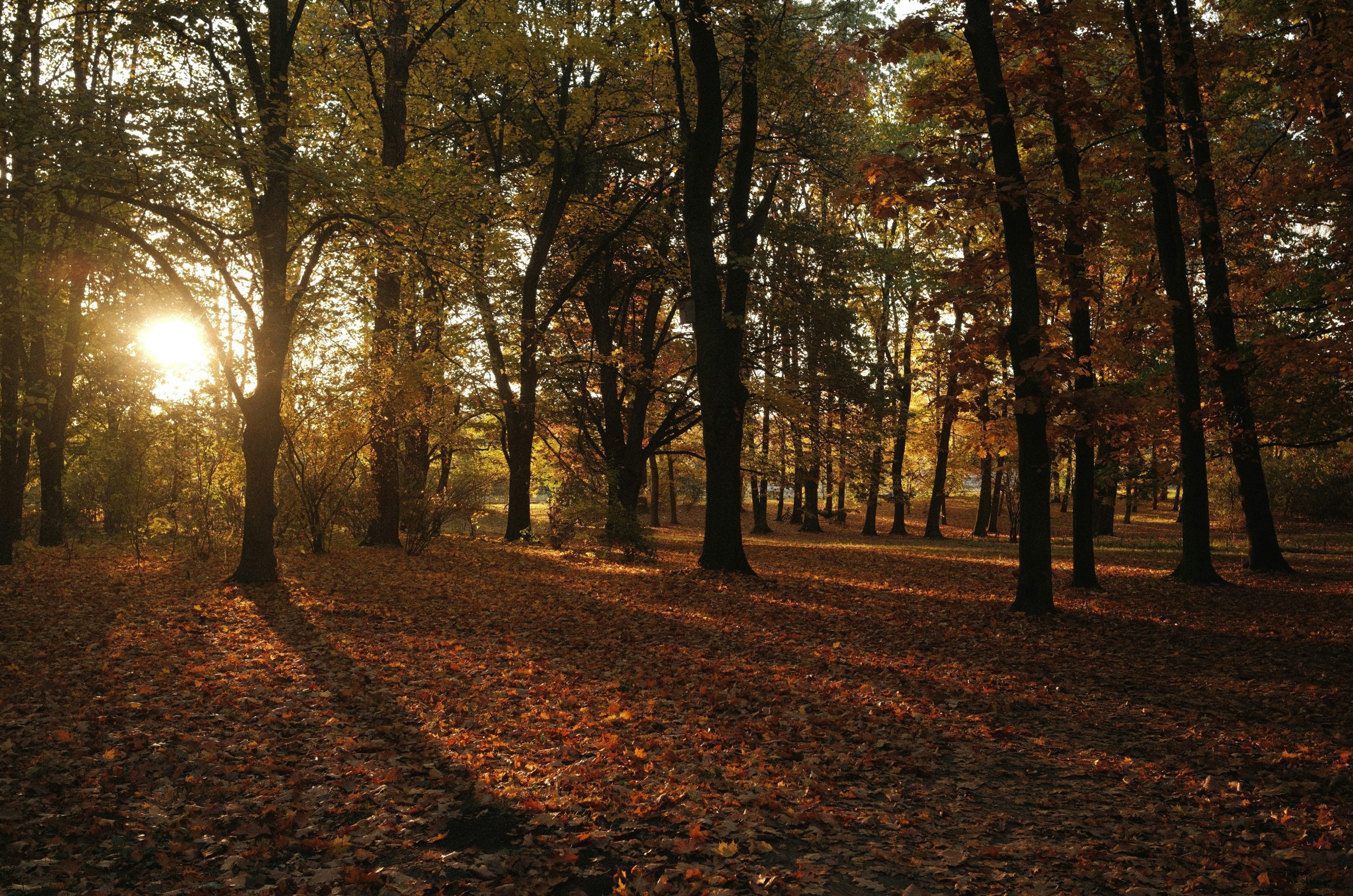 Tranquil Autumn Trees