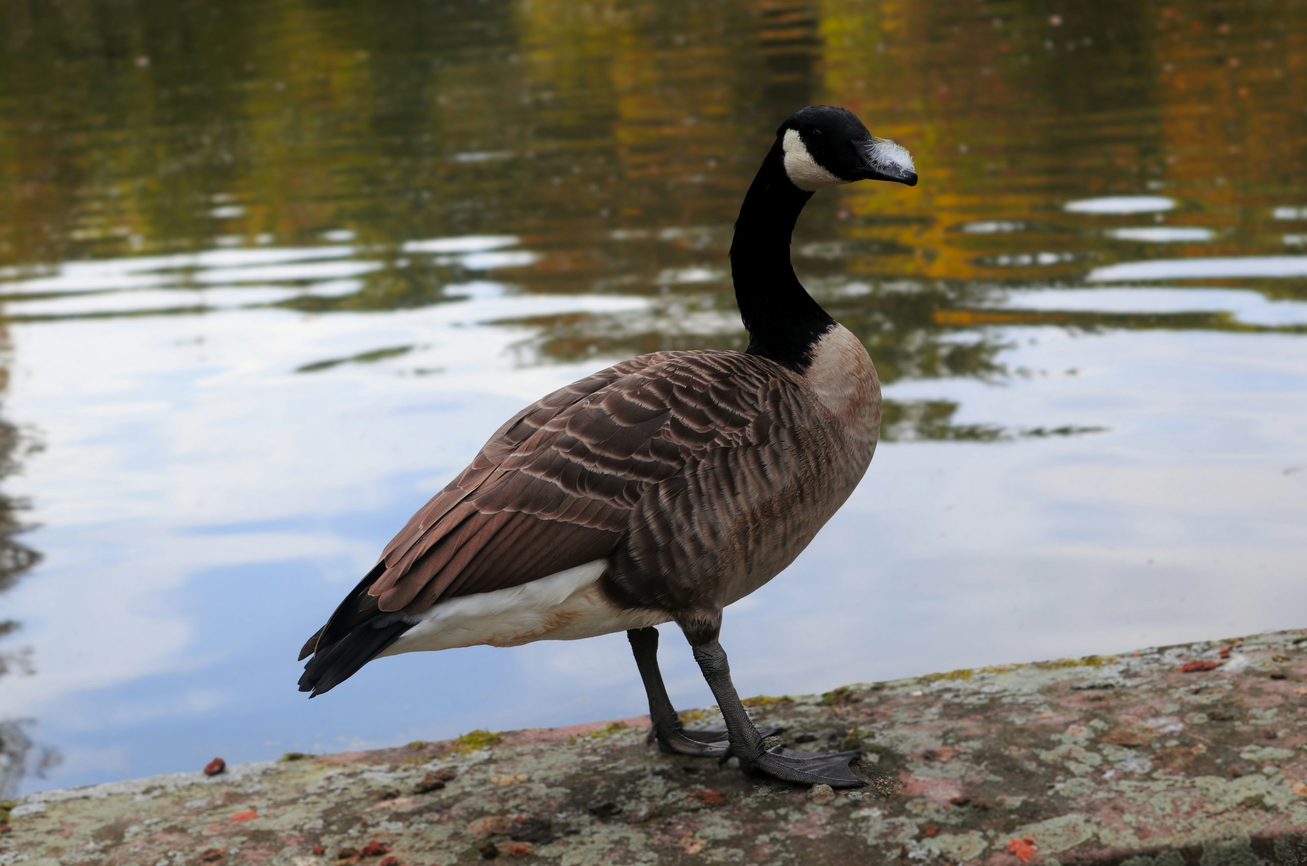 Tranquil Canada Goose