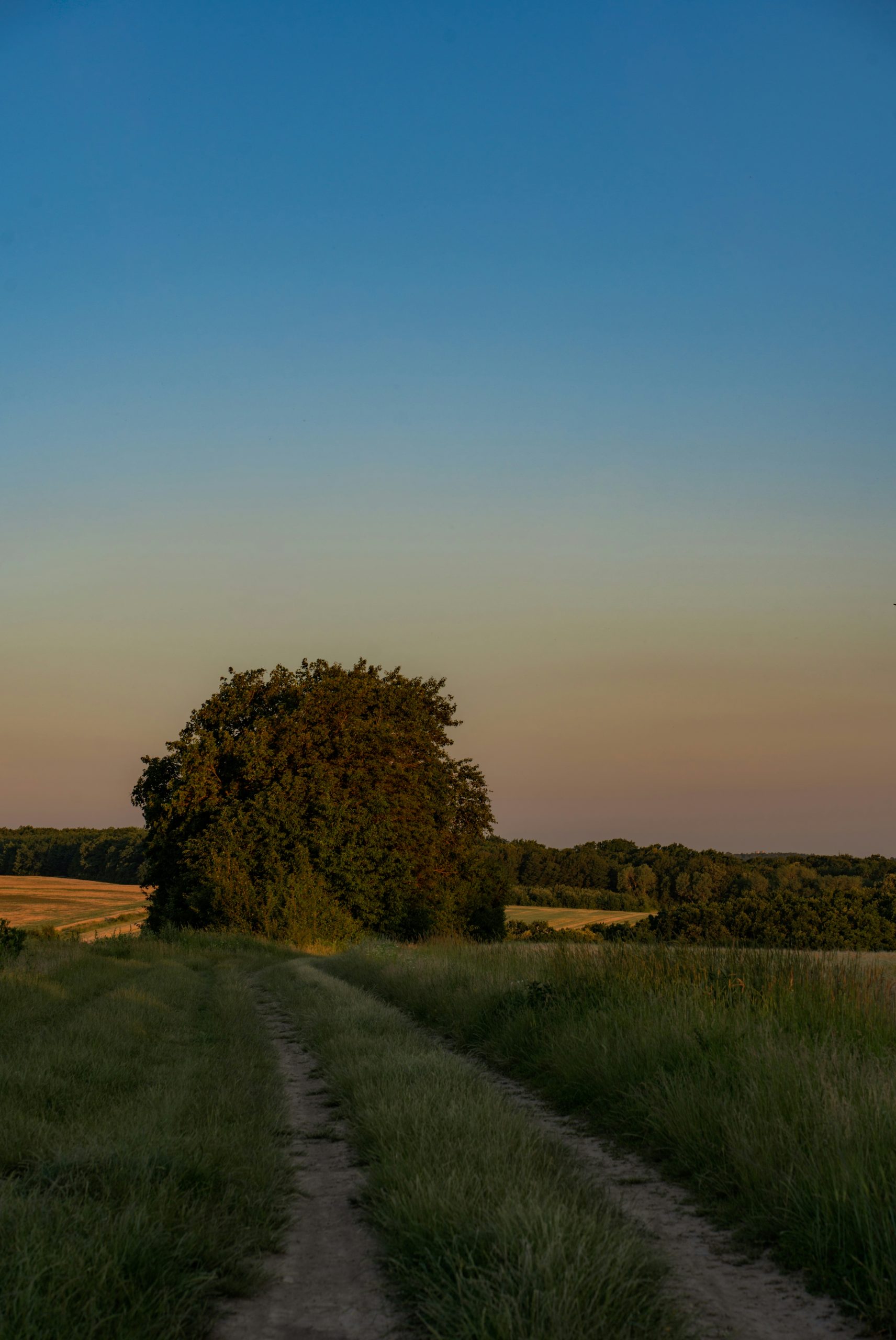 Tranquil Dirt Path Through A