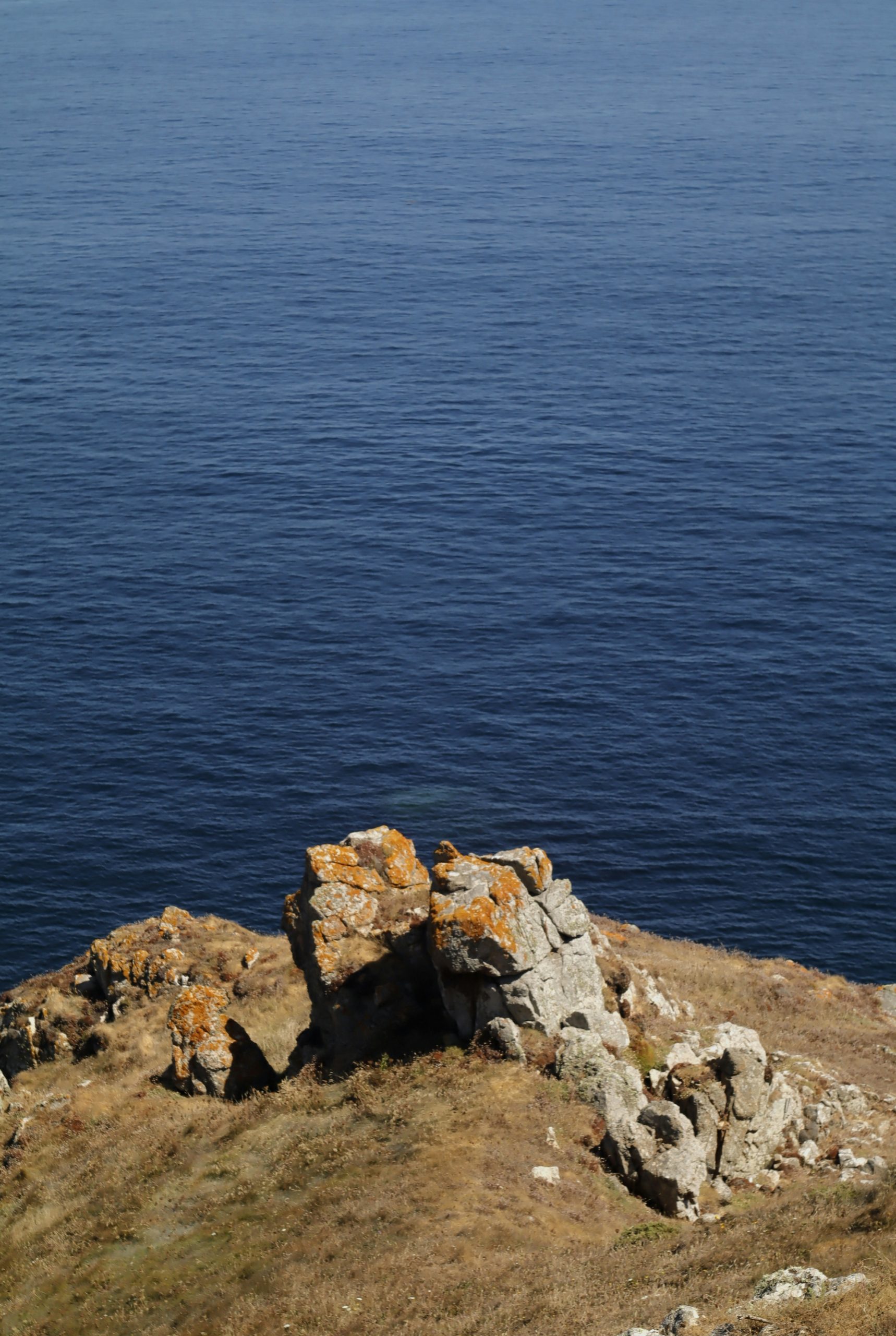 Tranquil Orange Lichen