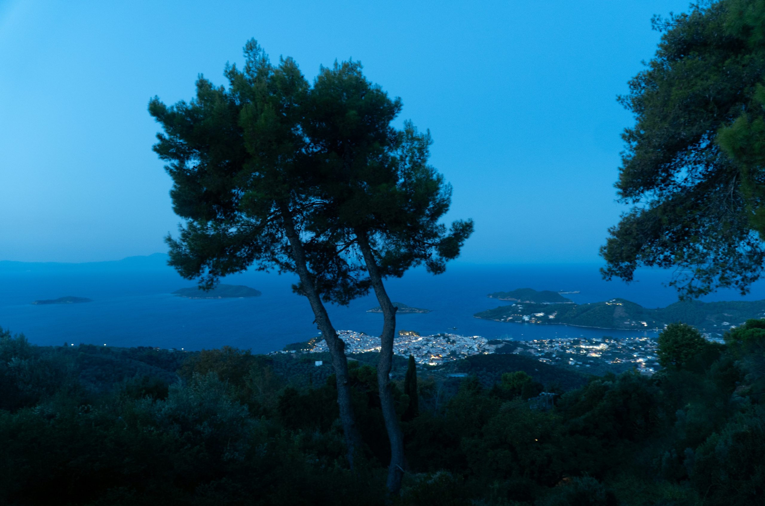 Tranquil Pine Trees Overlooking A