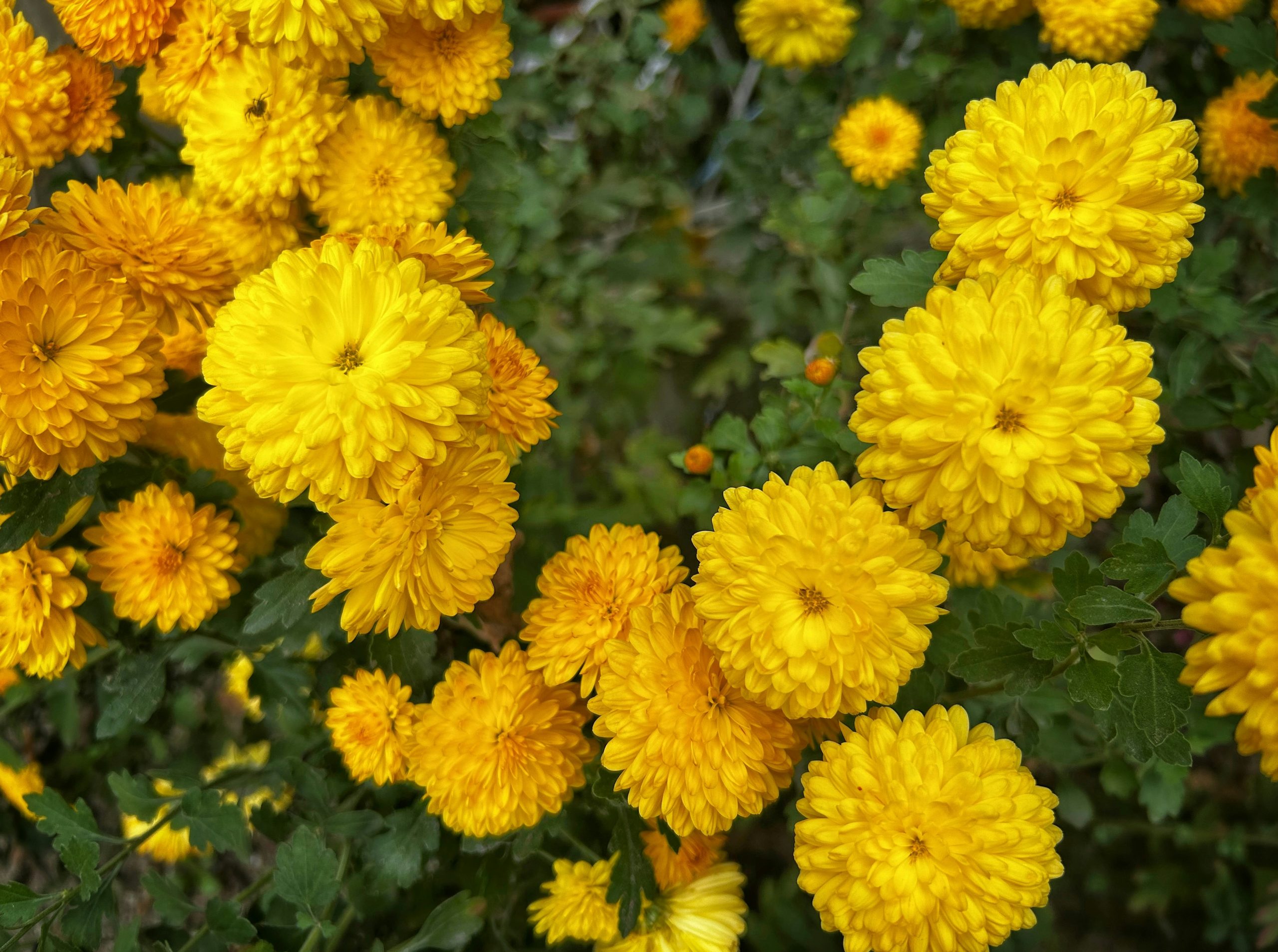 Twilit Cluster Of Vibrant