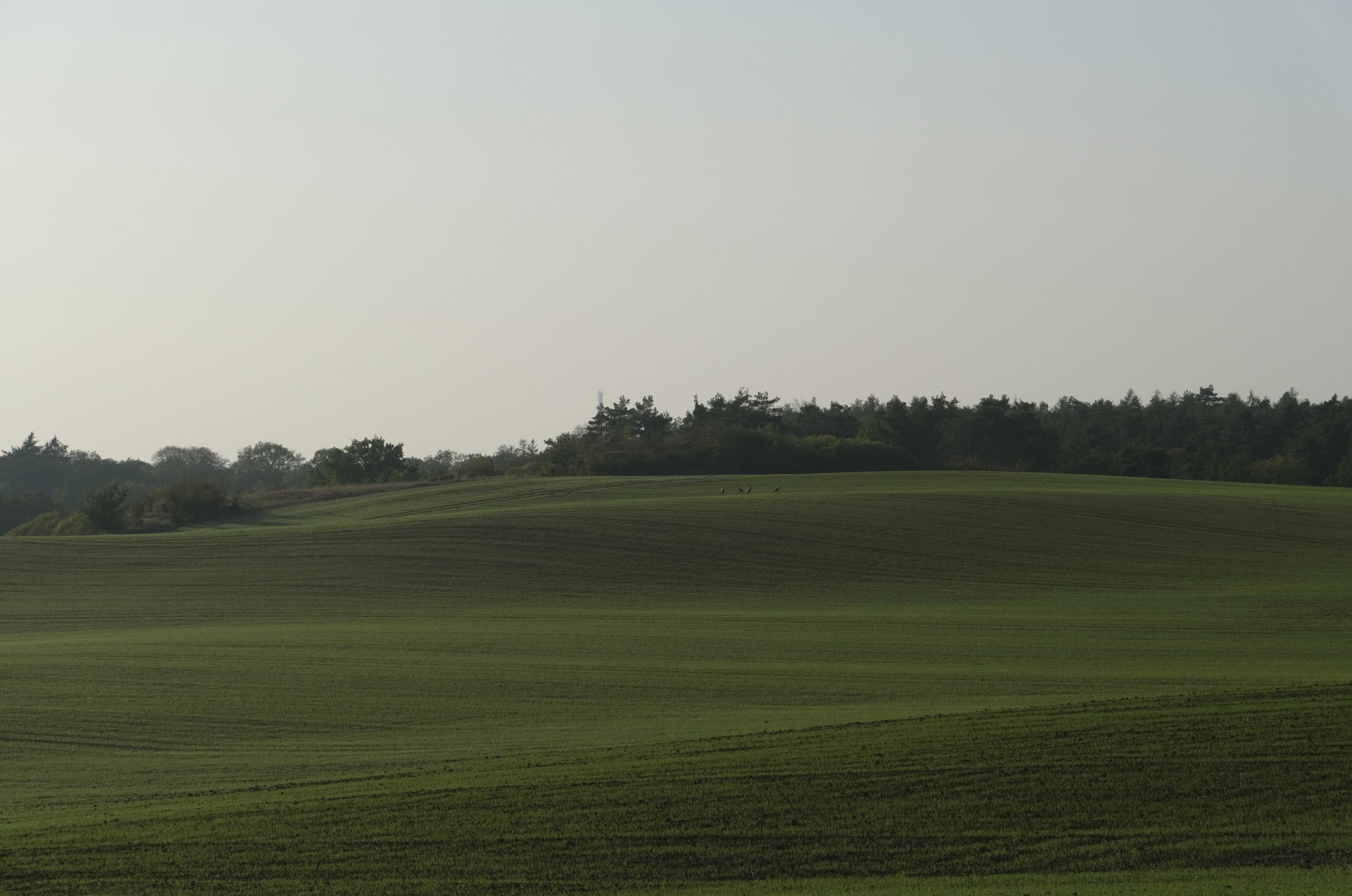 Twilit Rolling Green Fields