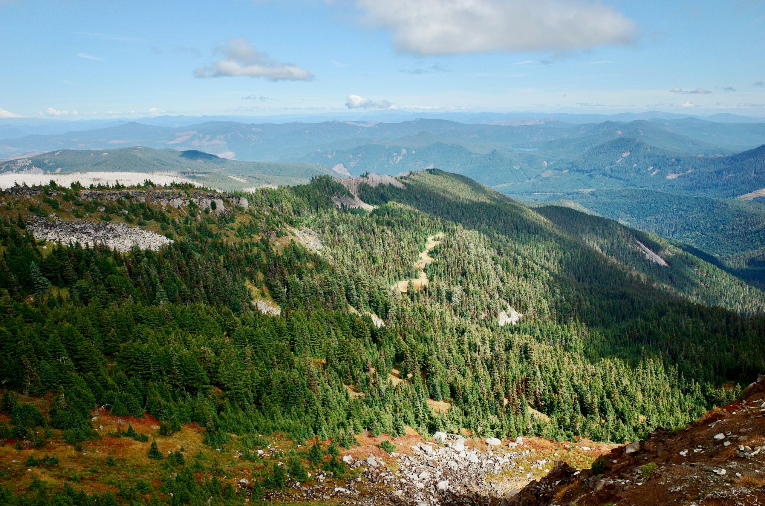 Twilit Vast Evergreen Forest Covering