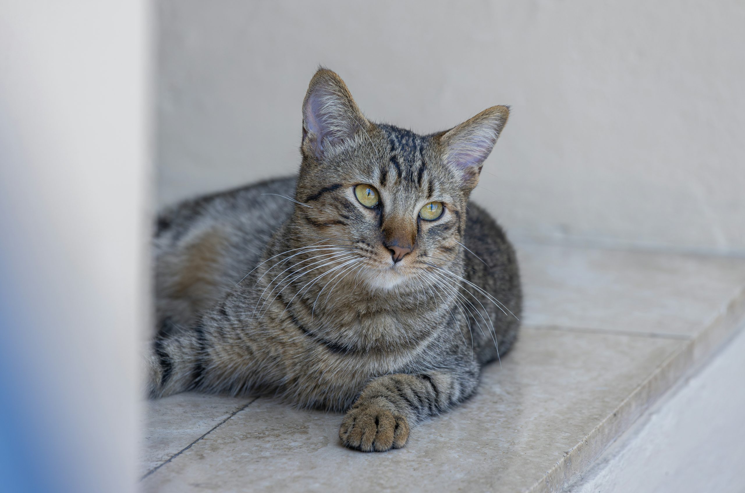 Untamed Brown Tabby Cat