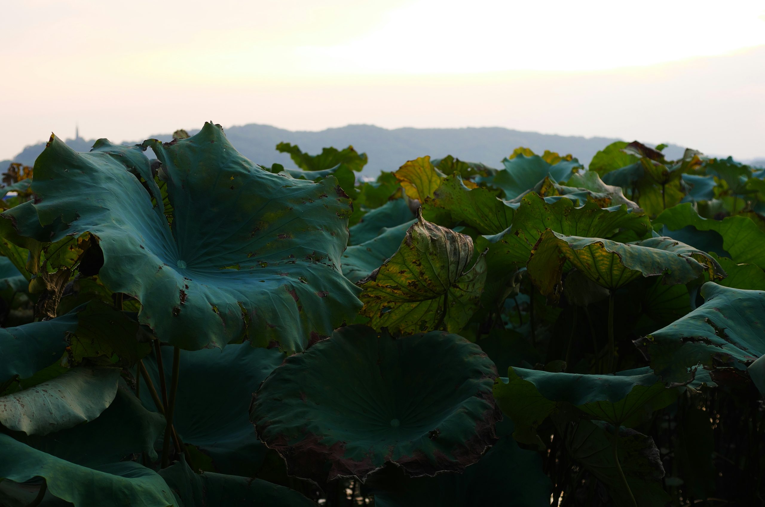 Velvet Large Green Lotus Leaves