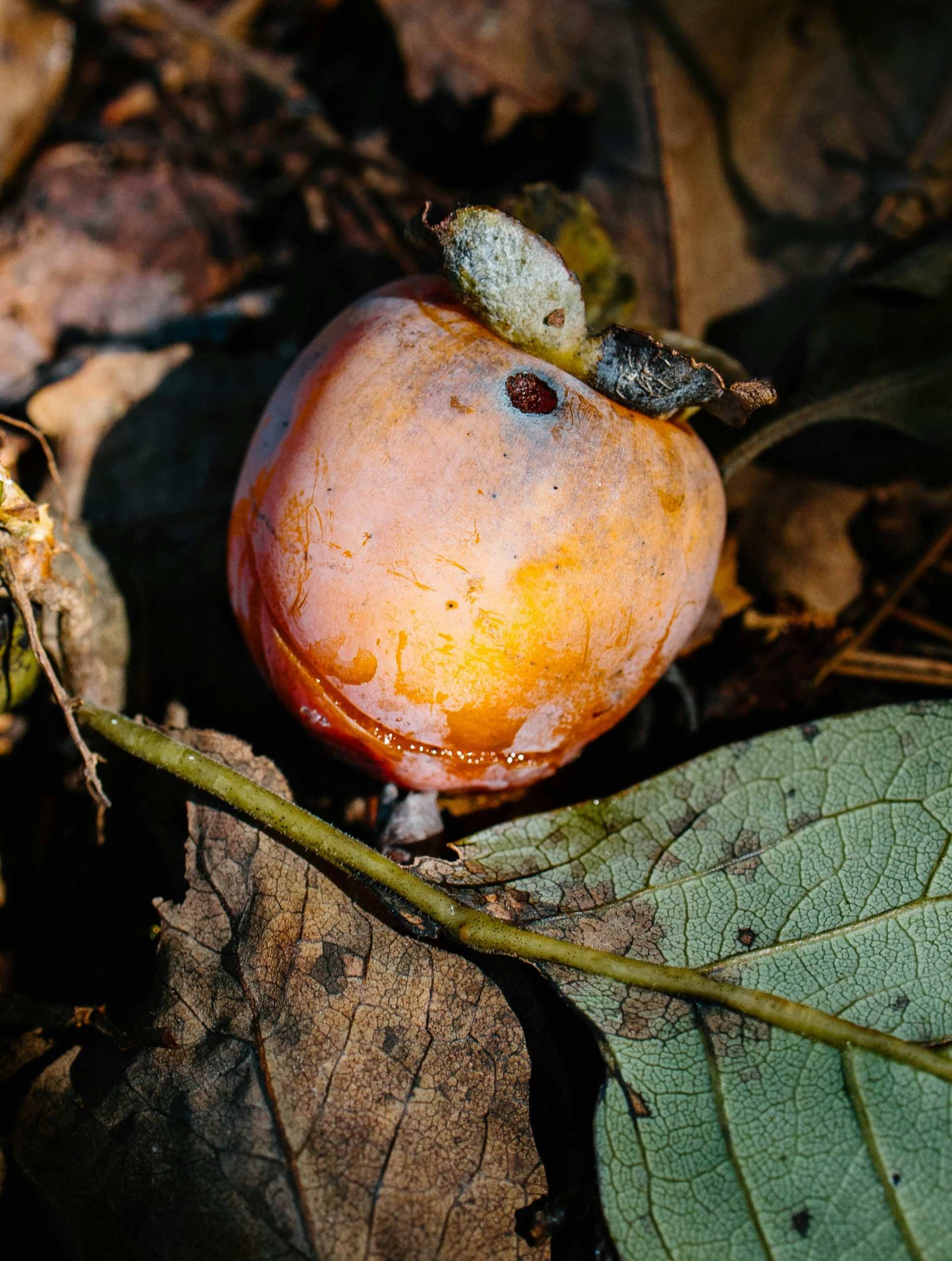 Velvet Ripe Orange Persimmon Resting