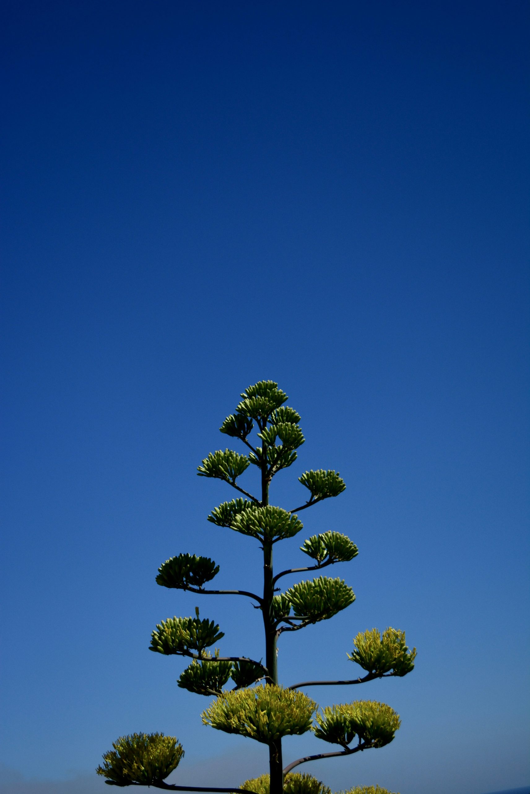 Velvet Tall Agave Flower Stalk