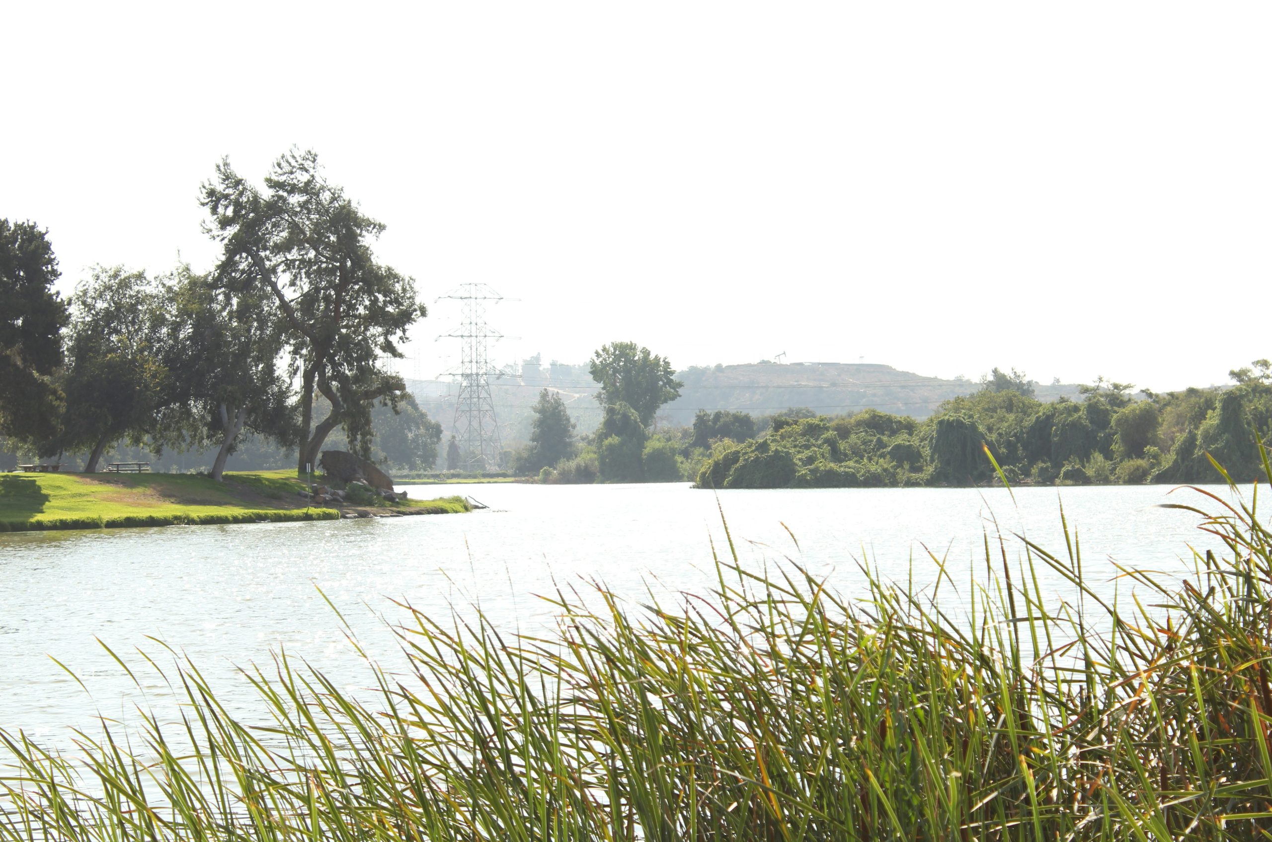 Velvet Tall Reeds