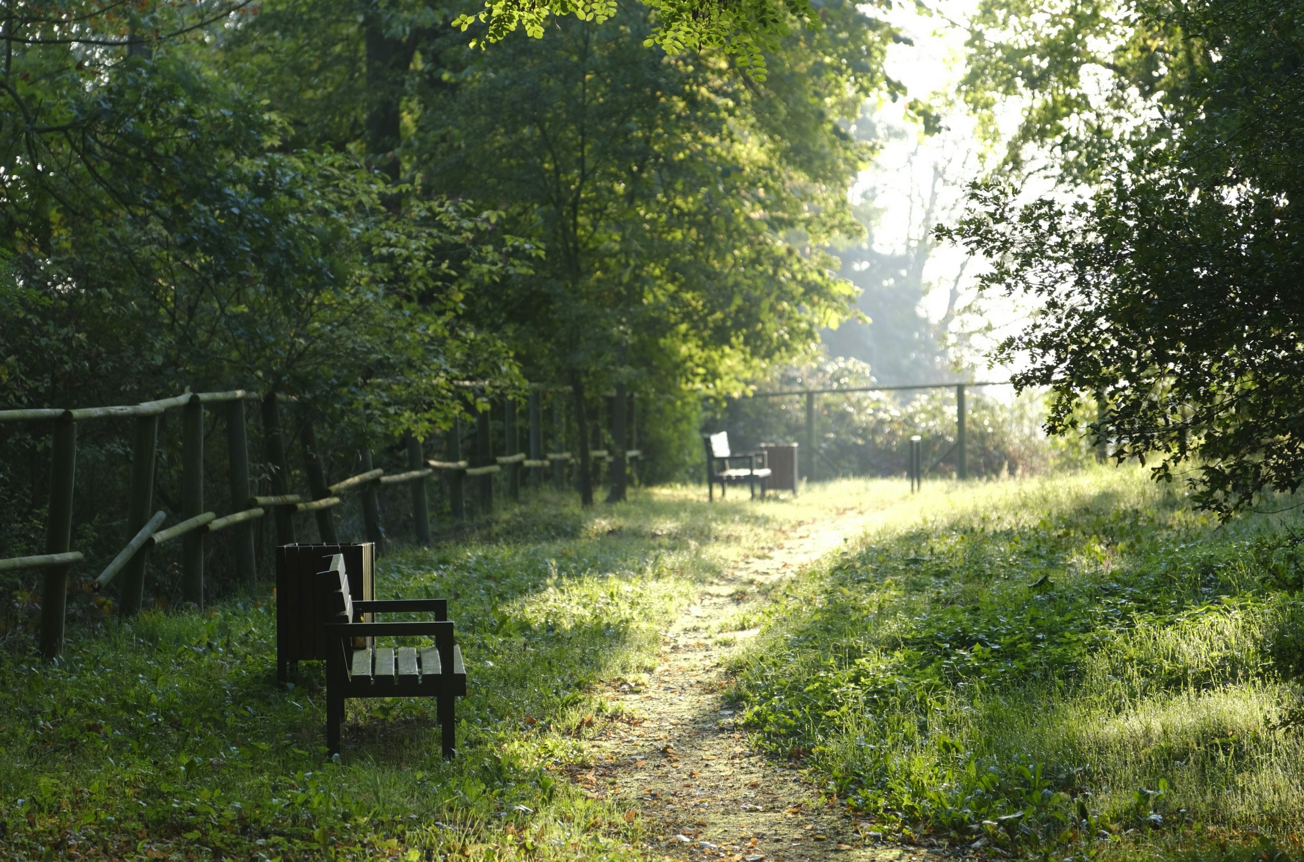 Velvet Wooden Benches Along A